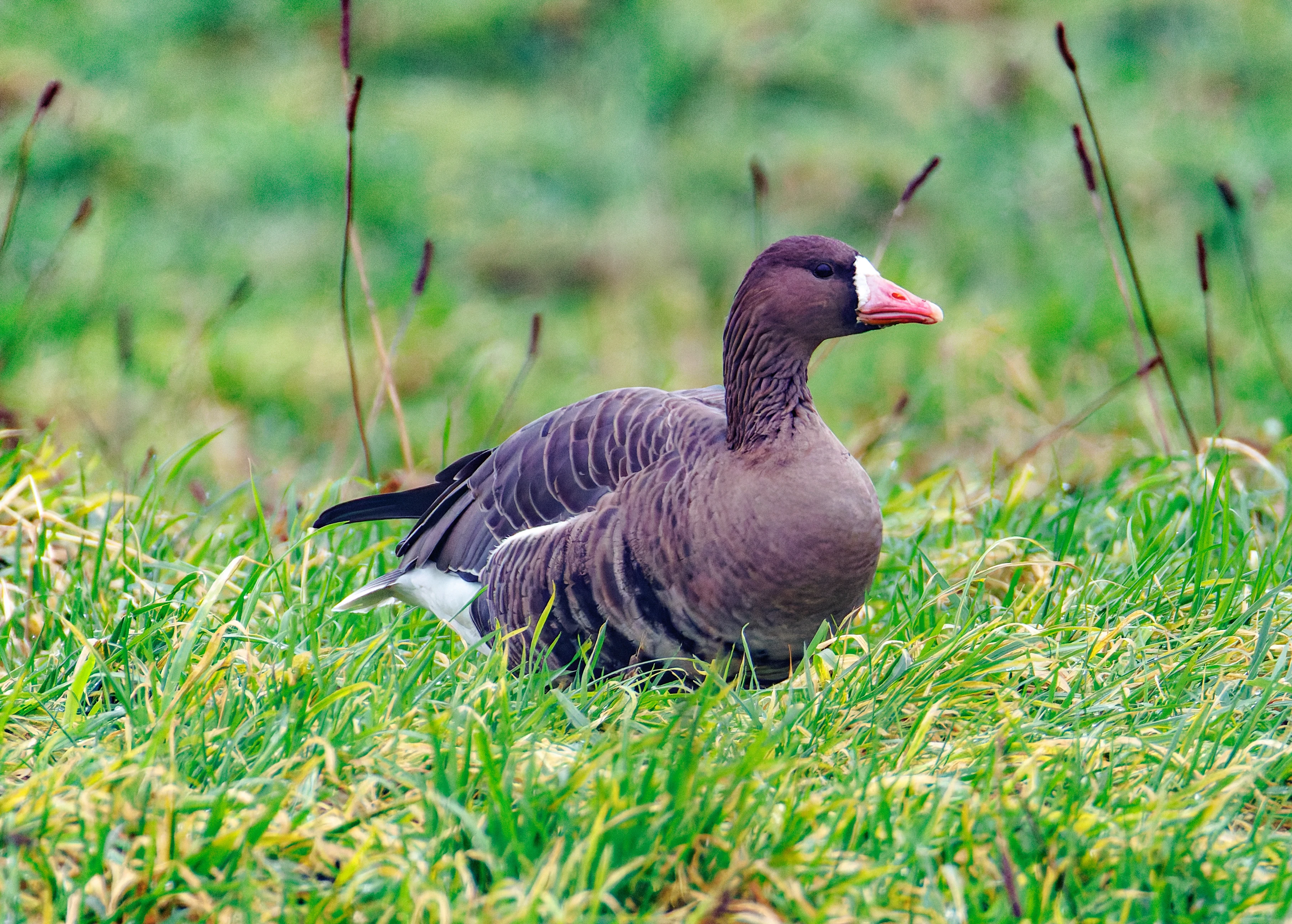 Greater White-fronted Goose, Zeeland, Netherlands — photo by Orlando Prugel-Bennett