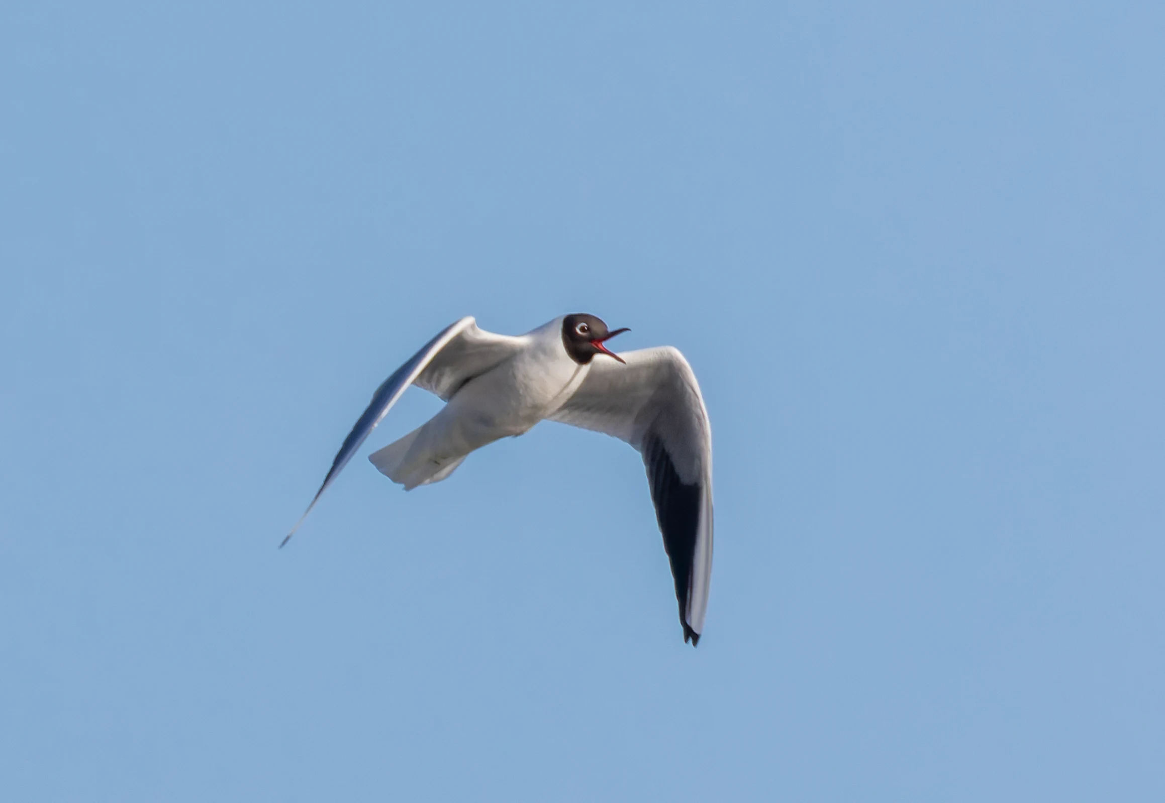 Black-Headed Gull, Lymington, Hampshire, UK — photo by Orlando Prugel-Bennett
