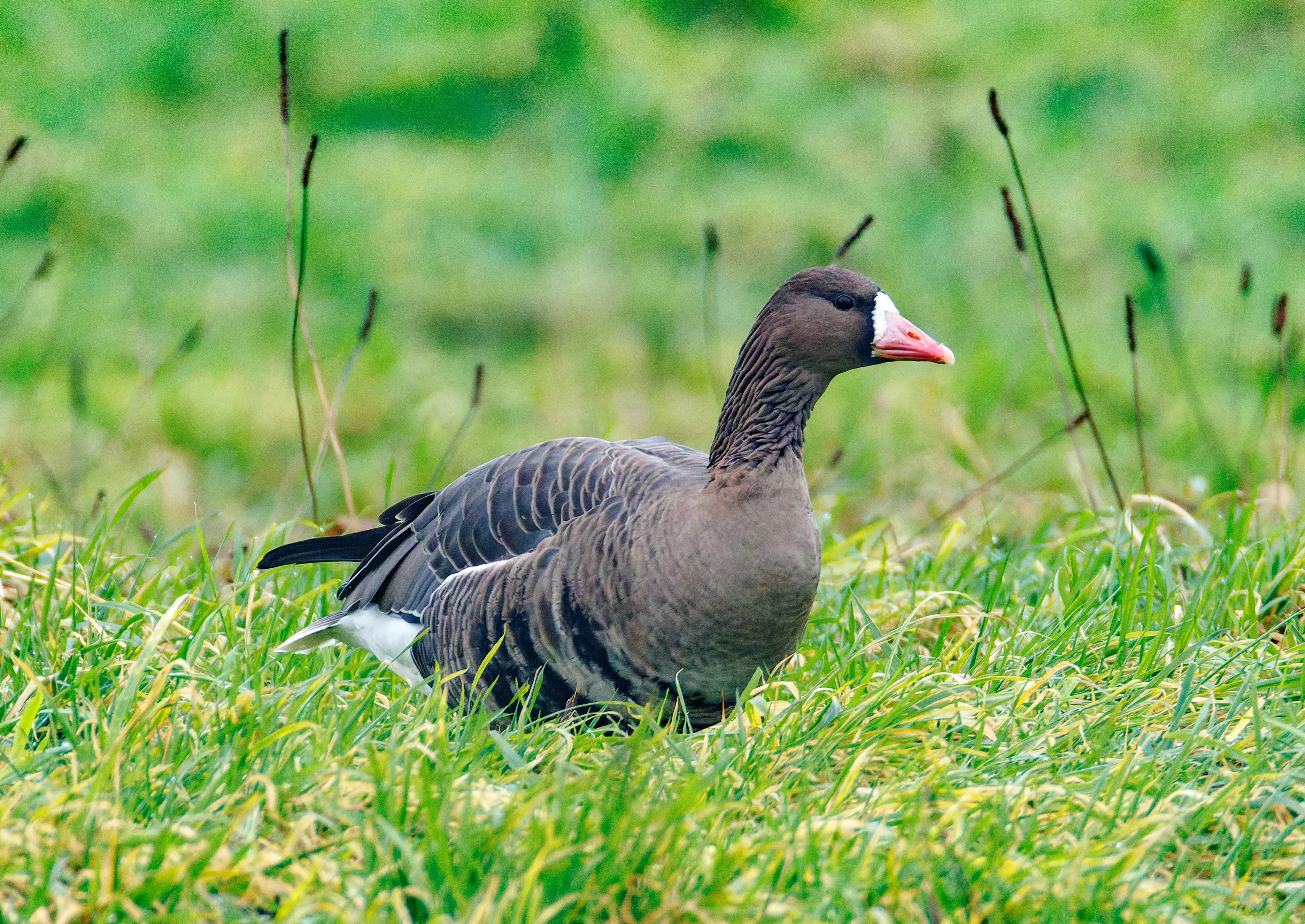 Greater White-fronted Goose, Zeeland, Netherlands — photo by Orlando Prugel-Bennett