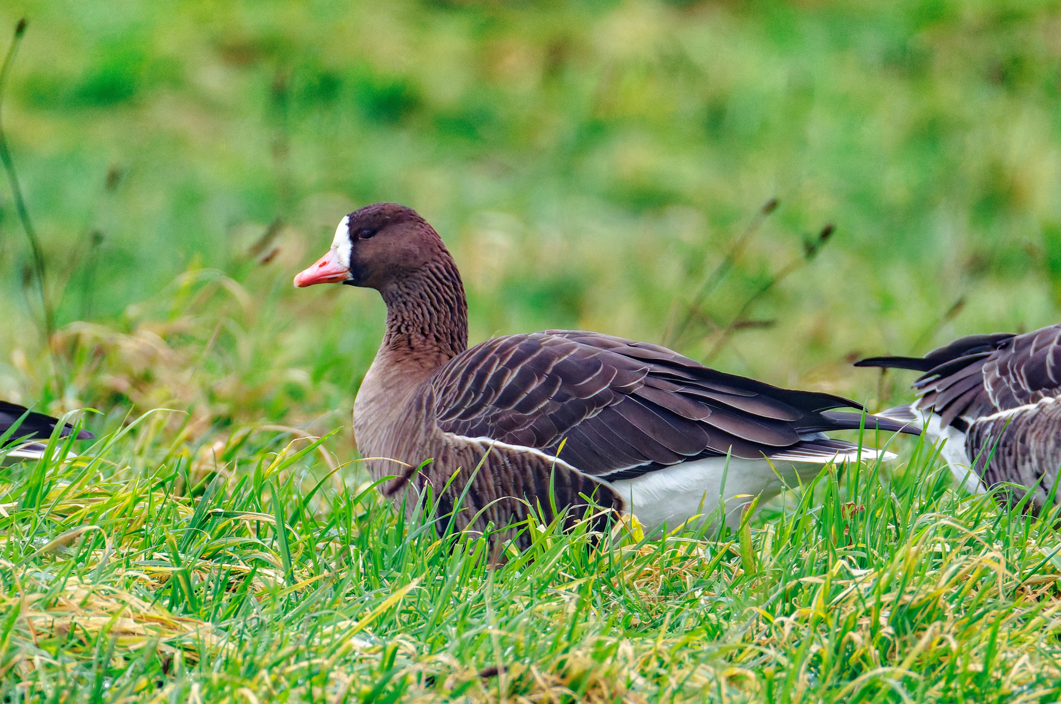 Greater White-fronted Goose, Zeeland, Netherlands — photo by Orlando Prugel-Bennett