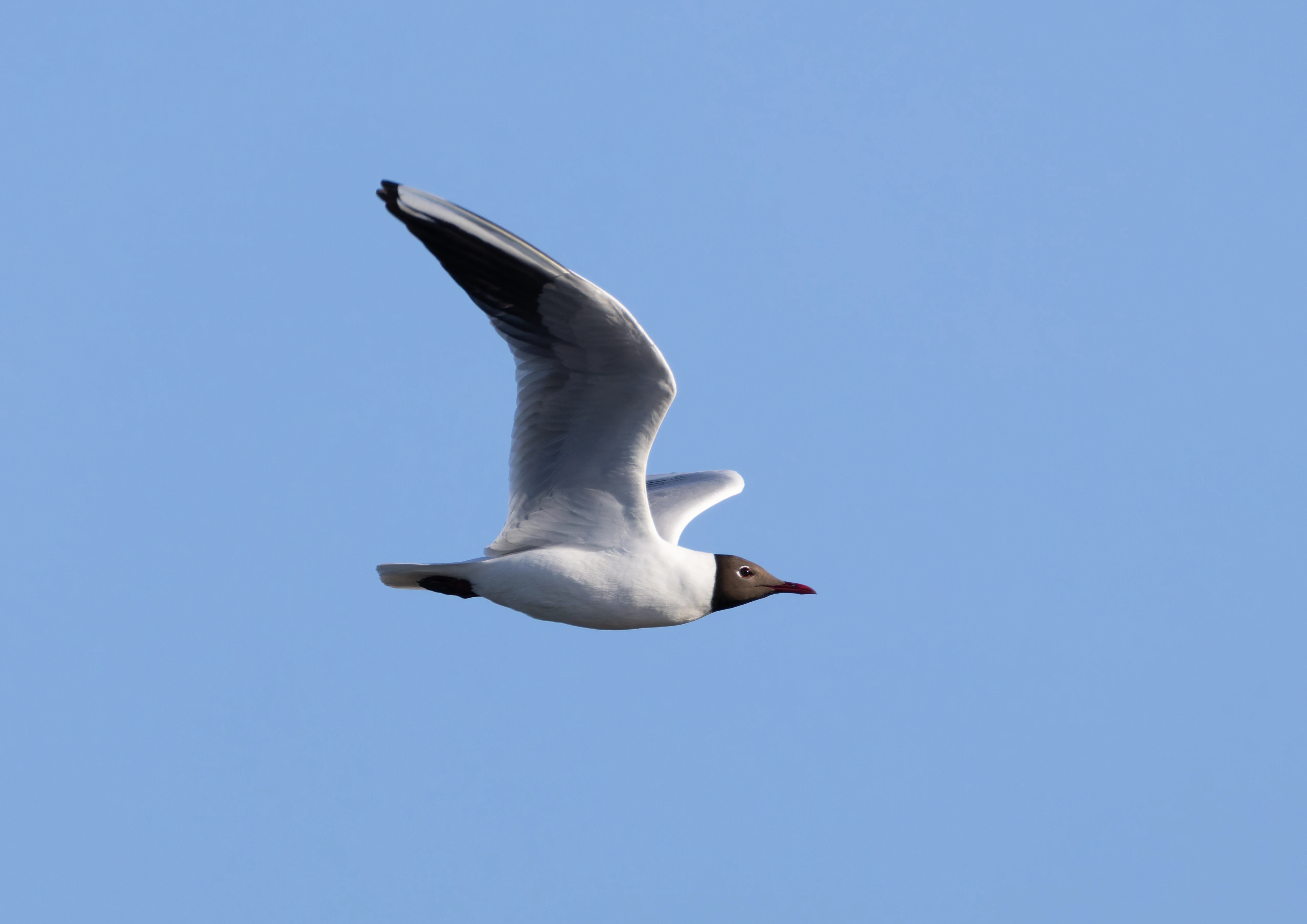 Black-Headed Gull, Lymington, Hampshire, UK — photo by Orlando Prugel-Bennett
