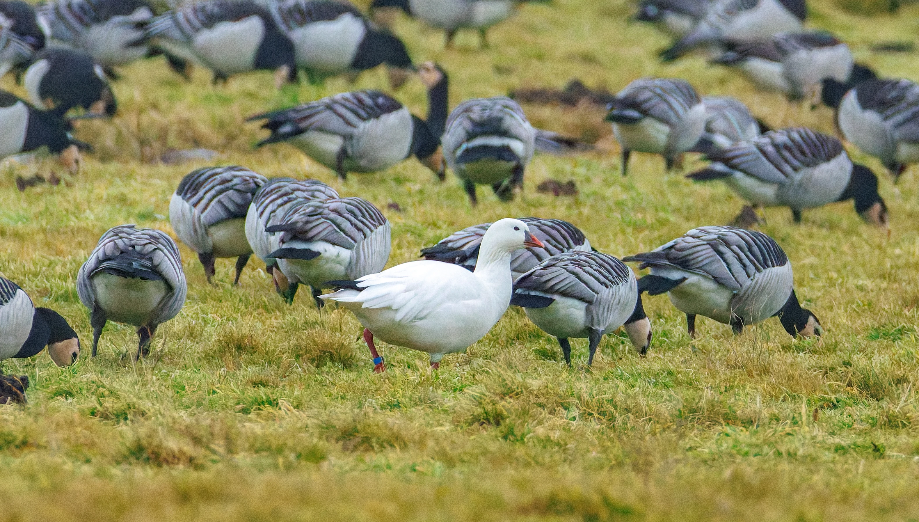 Barnacle Geese and (Escaped) Snow Goose, Zeeland, Netherlands — photo by Orlando Prugel-Bennett