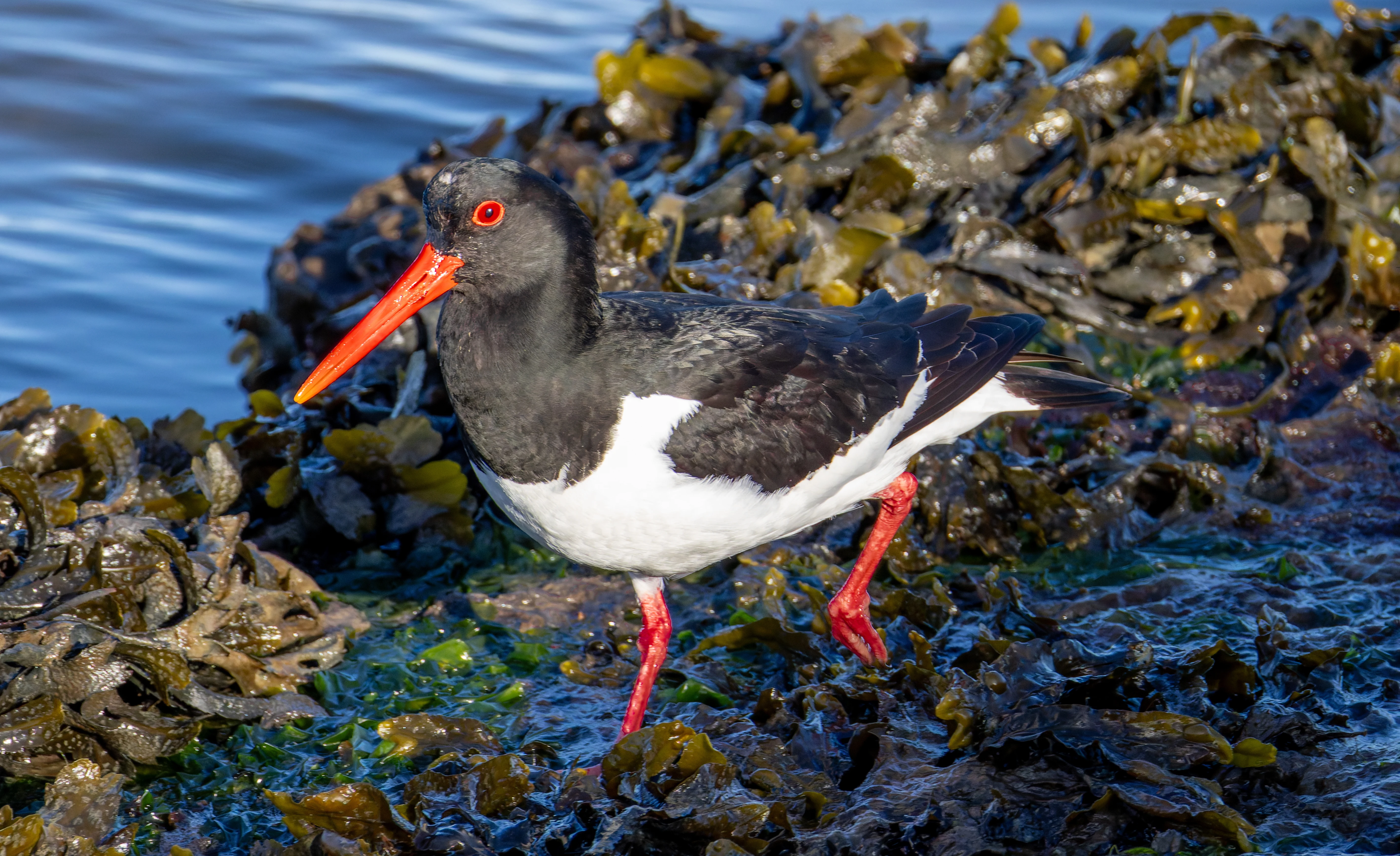 Oystercatcher, Lymington, Hampshire, UK — photo by Orlando Prugel-Bennett