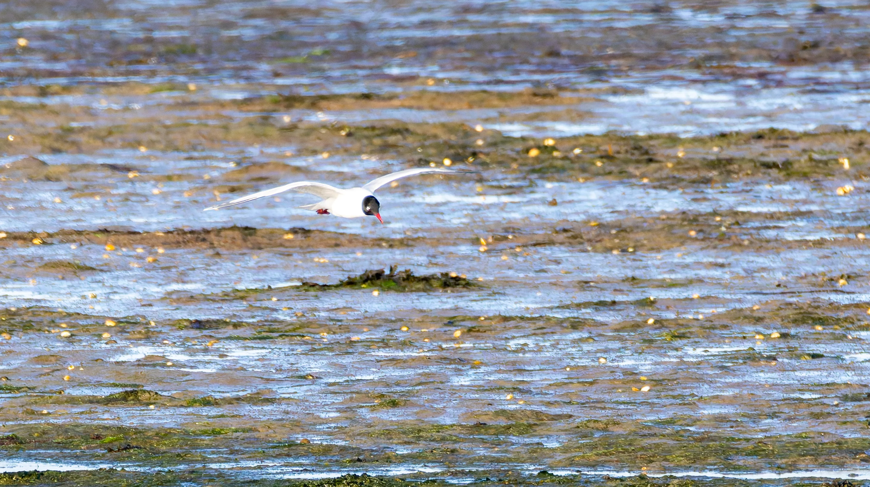 Mediterranean gull, Lymington, Hampshire, UK — photo by Orlando Prugel-Bennett