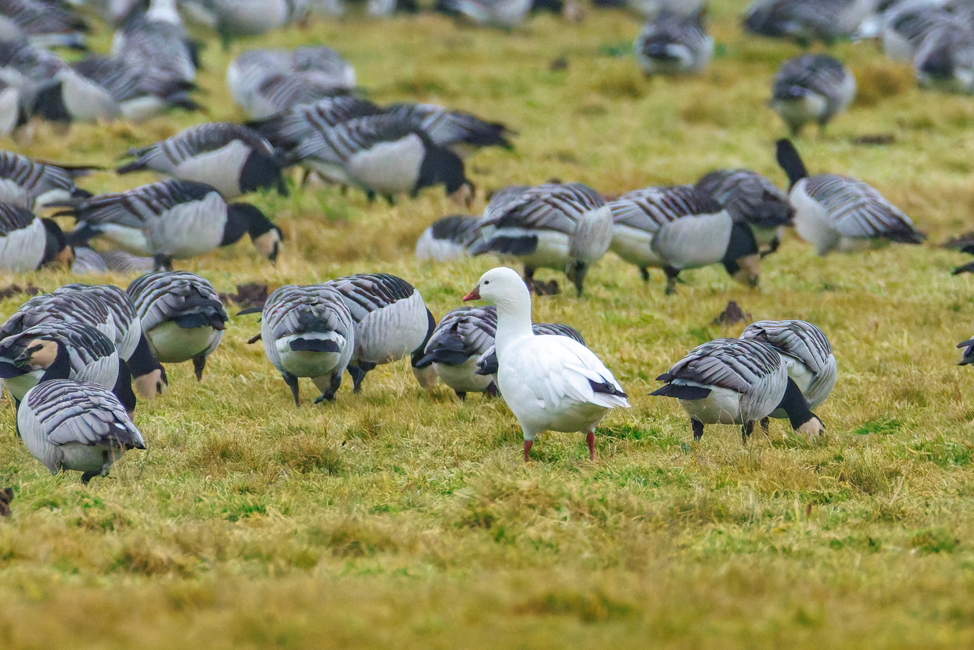 Barnacle Geese and (Escaped) Snow Goose, Zeeland, Netherlands — photo by Orlando Prugel-Bennett