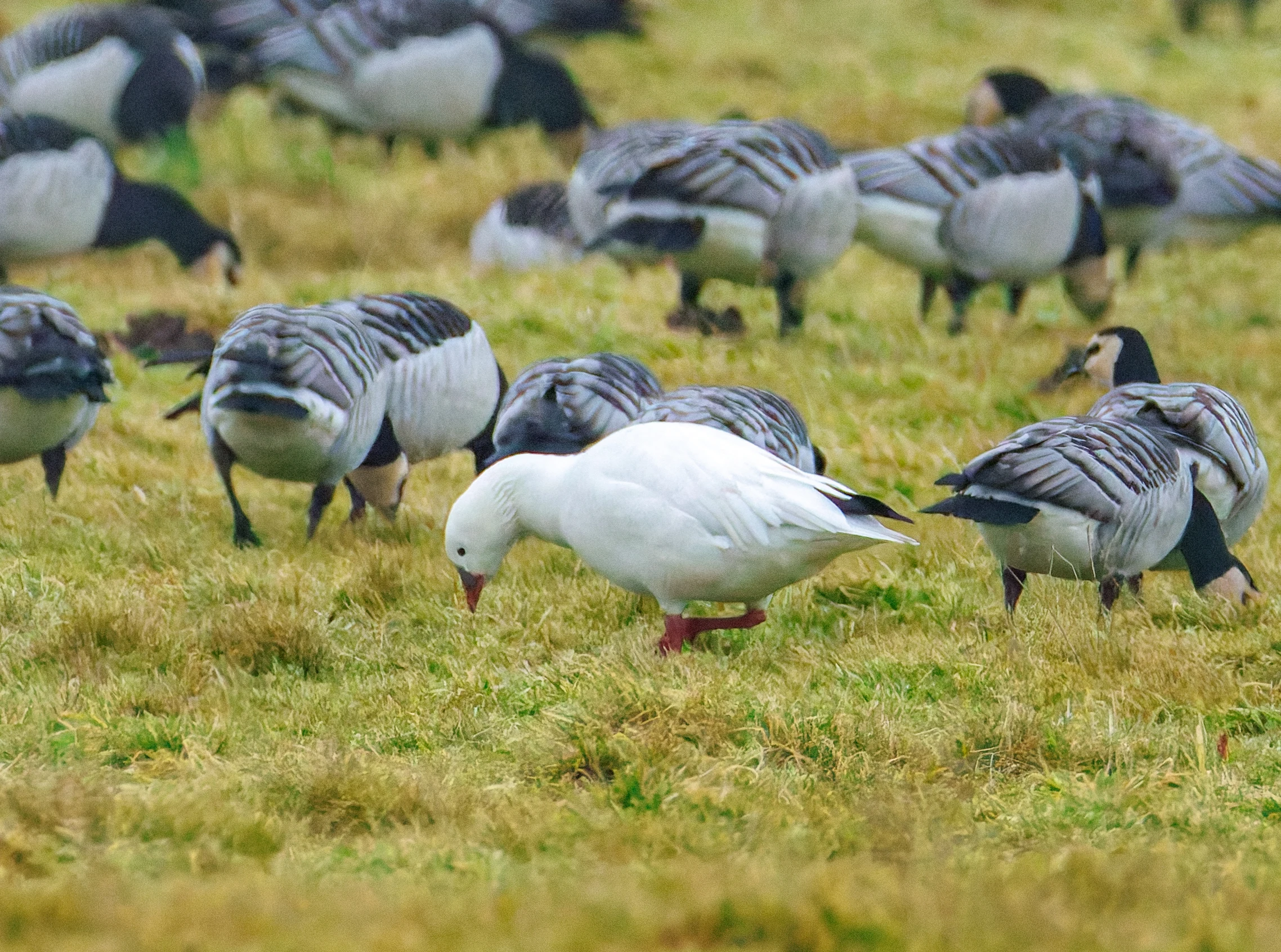 Barnacle Geese and (Escaped) Snow Goose, Zeeland, Netherlands — photo by Orlando Prugel-Bennett