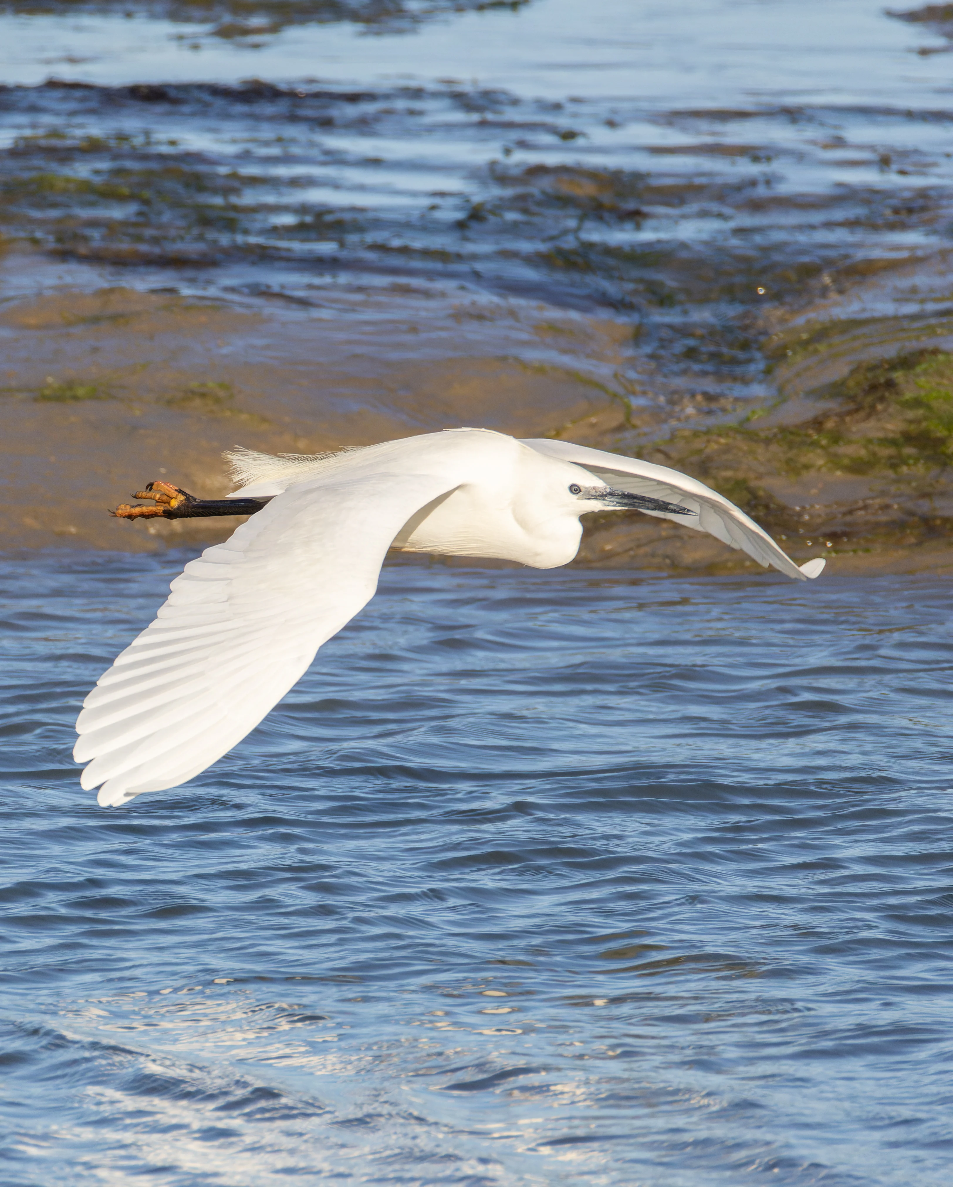 Little Egret, Lymington, Hampshire, UK — photo by Orlando Prugel-Bennett