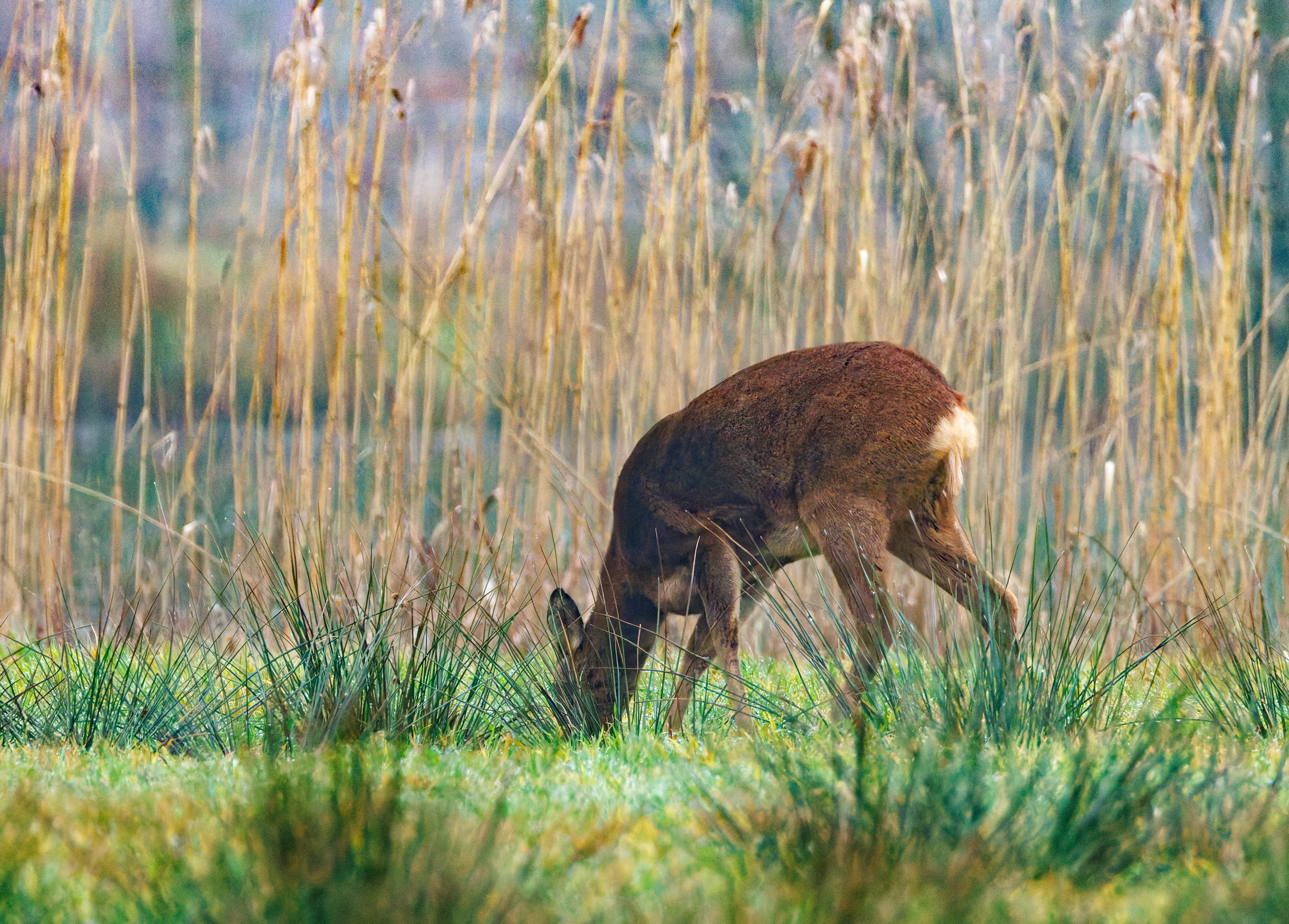 Roe Deer, Zeeland, Netherlands — photo by Orlando Prugel-Bennett