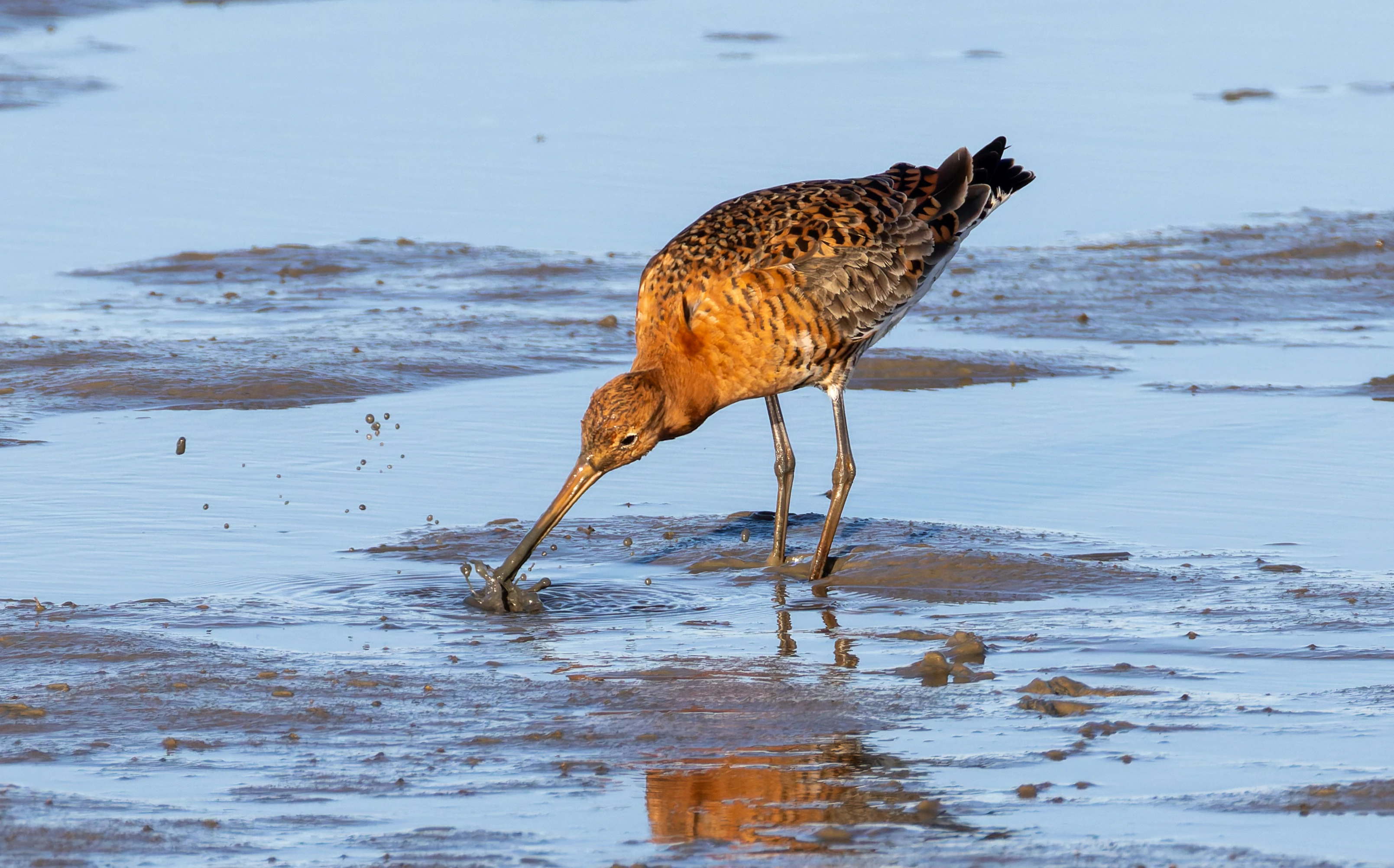 Black-Tailed Godwit, Lymington, Hampshire, UK — photo by Orlando Prugel-Bennett