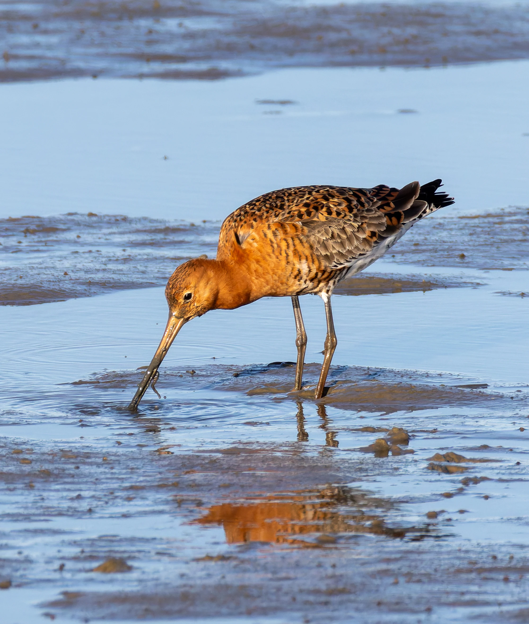 Black-Tailed Godwit, Lymington, Hampshire, UK — photo by Orlando Prugel-Bennett
