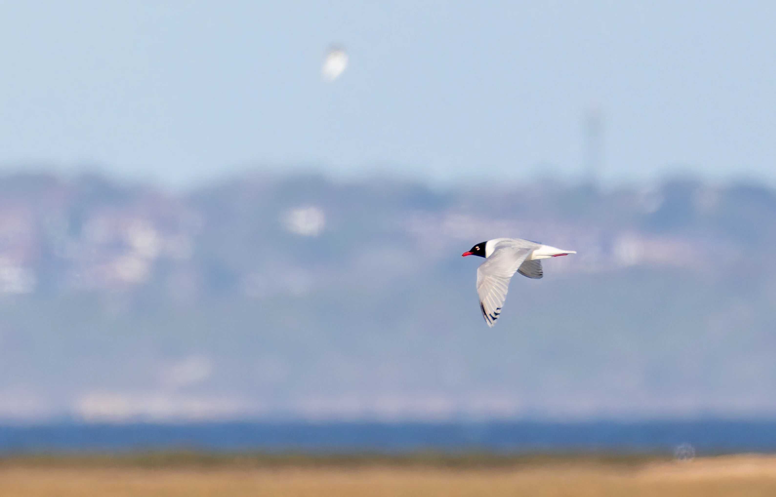 Mediterranean gull, Lymington, Hampshire, UK — photo by Orlando Prugel-Bennett