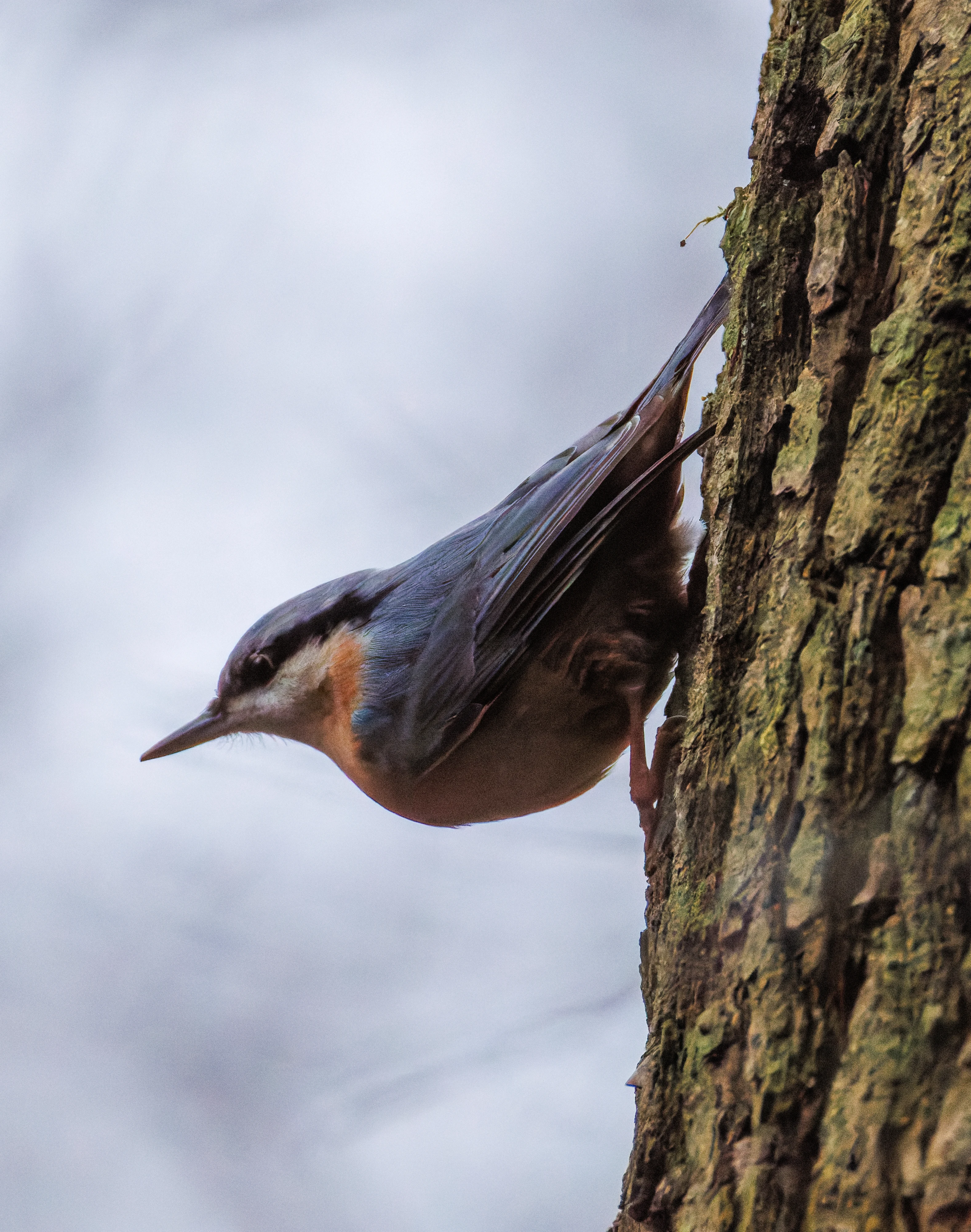 Nuthatch, De Motketel, Nunspeet, Flevoland, Netherlands — photo by Orlando Prugel-Bennett