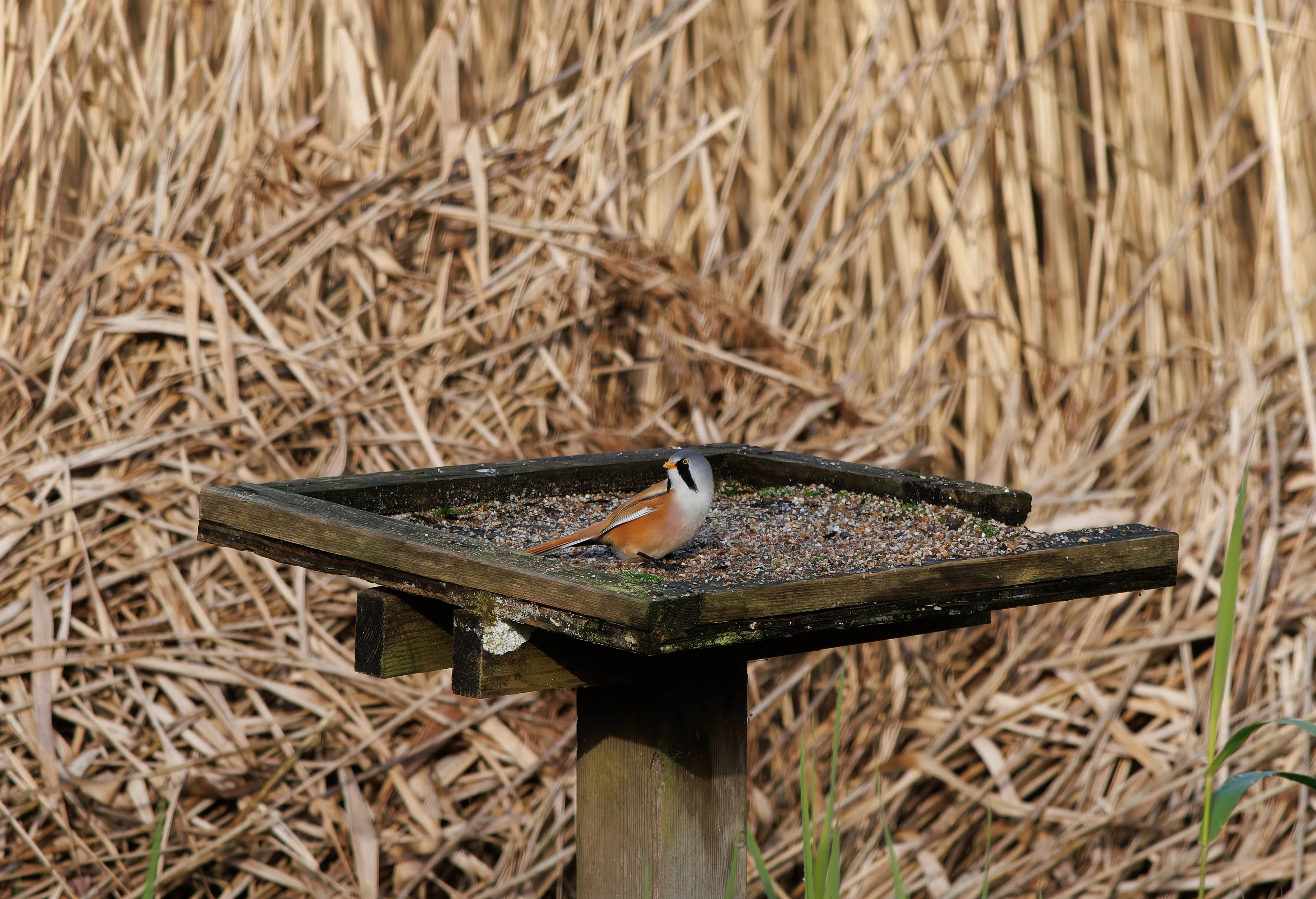 Bearded Reedling, Leighton Moss, UK — photo by Orlando Prugel-Bennett