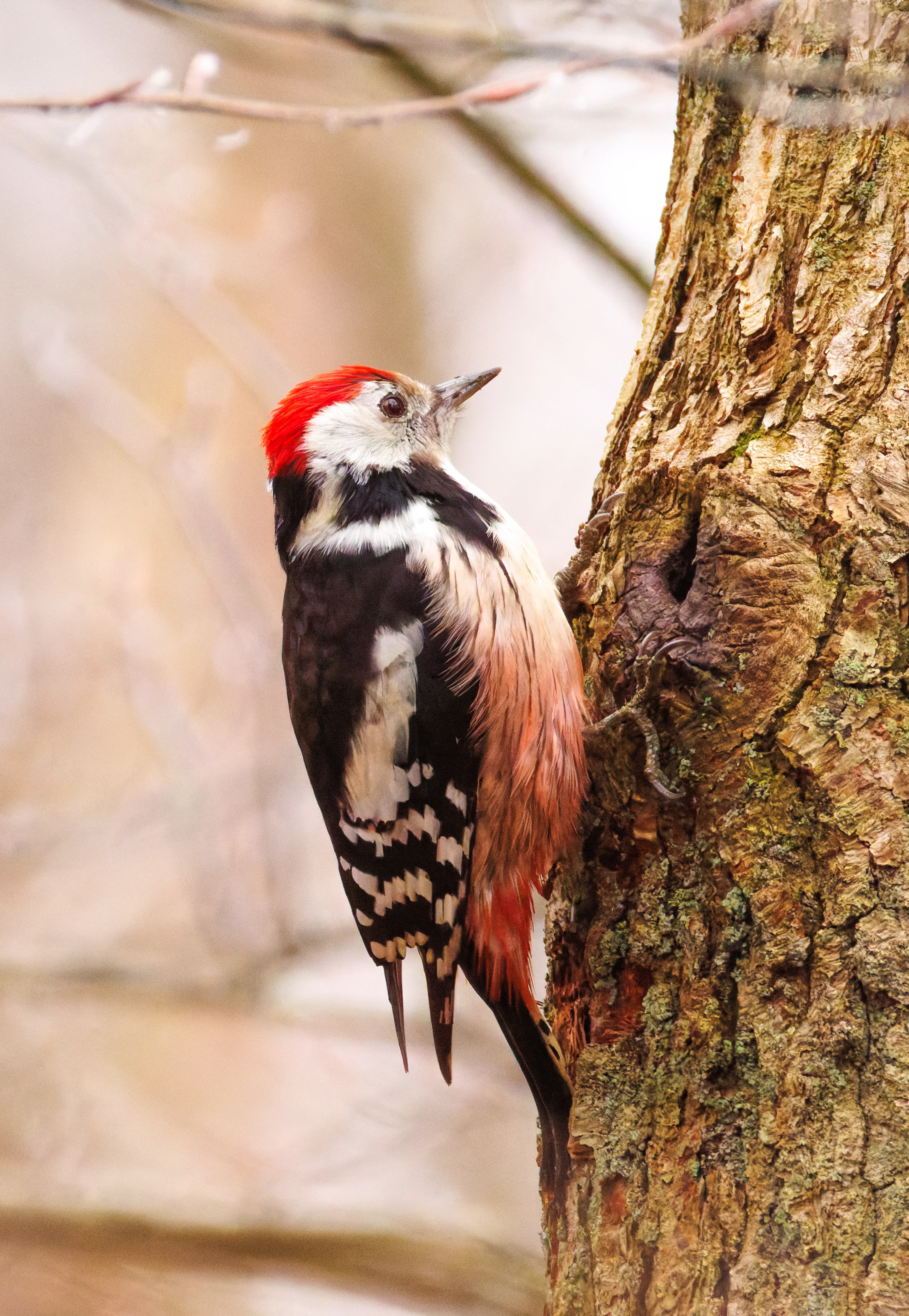 Middle spotted woodpecker, De Motketel, Nunspeet, Flevoland, Netherlands — photo by Orlando Prugel-Bennett