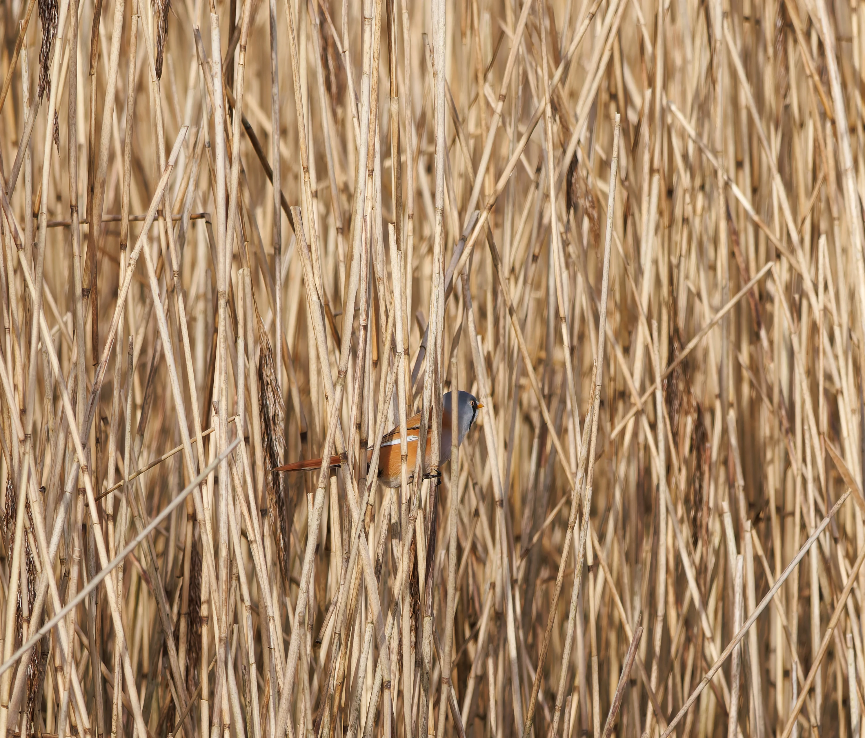 Bearded Reedling, Leighton Moss, UK — photo by Orlando Prugel-Bennett