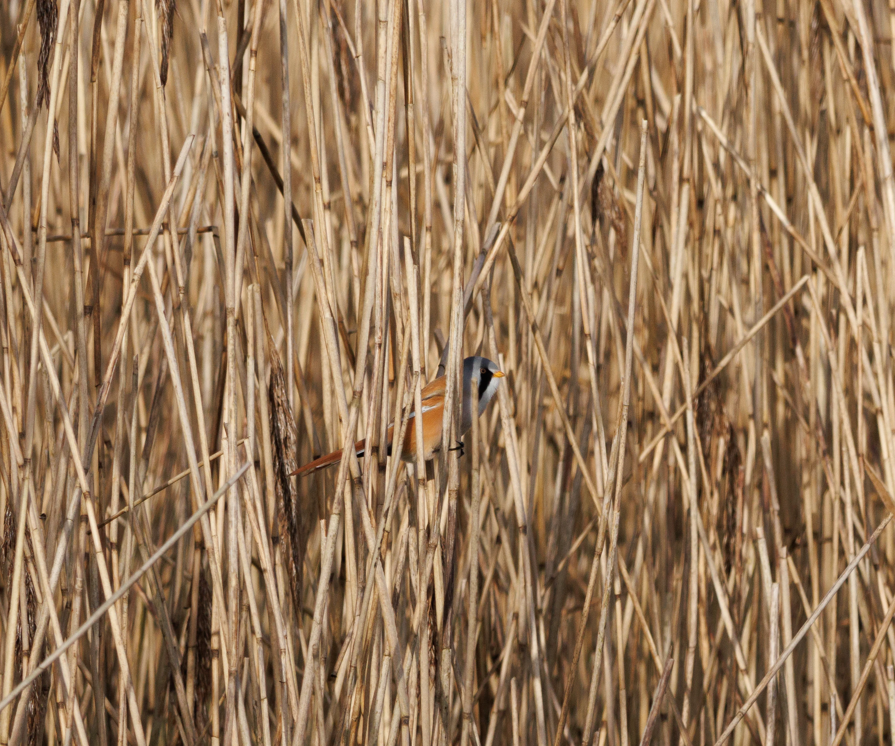 Bearded Reedling, Leighton Moss, UK — photo by Orlando Prugel-Bennett