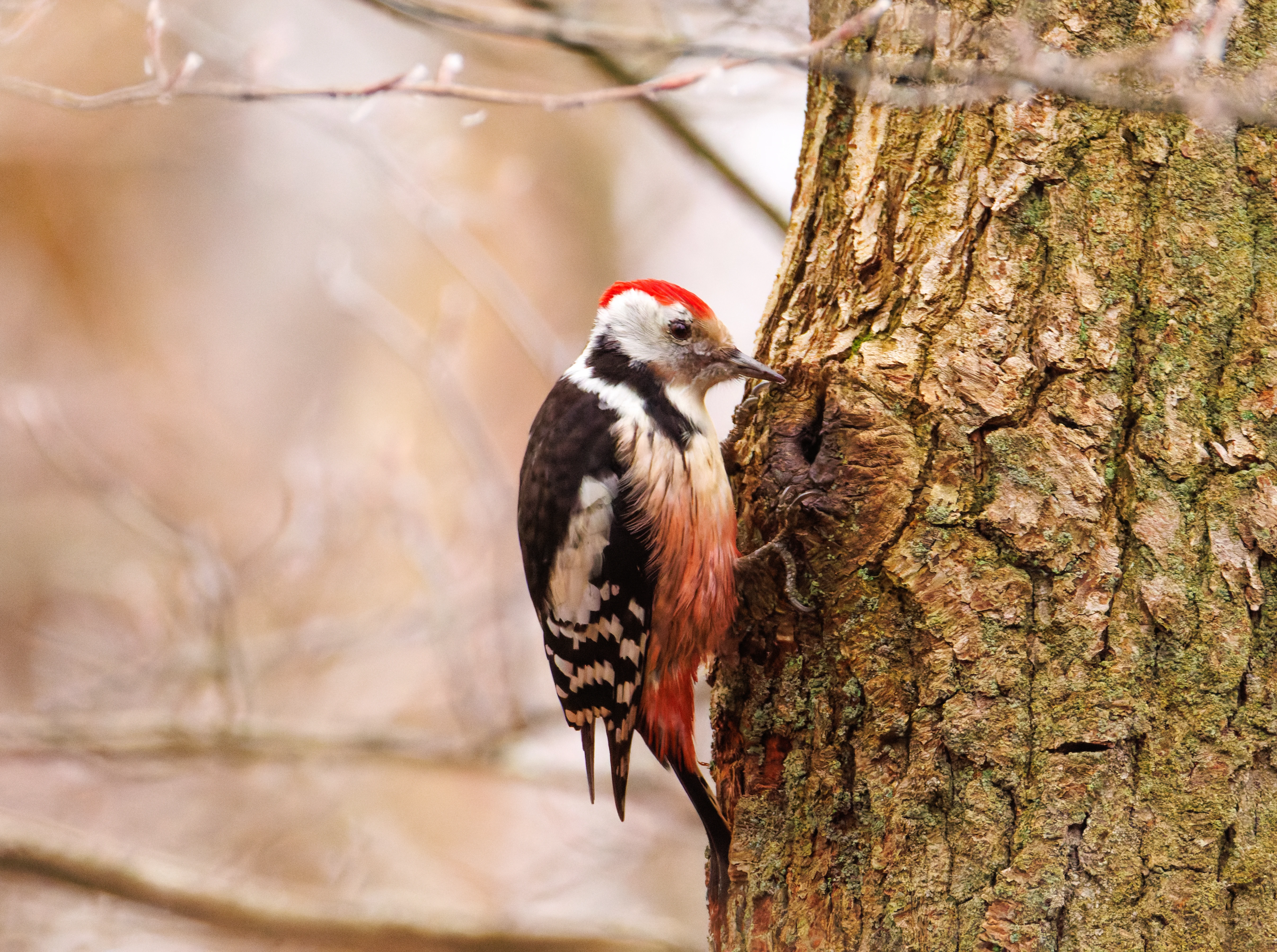 Middle spotted woodpecker, De Motketel, Nunspeet, Flevoland, Netherlands — photo by Orlando Prugel-Bennett