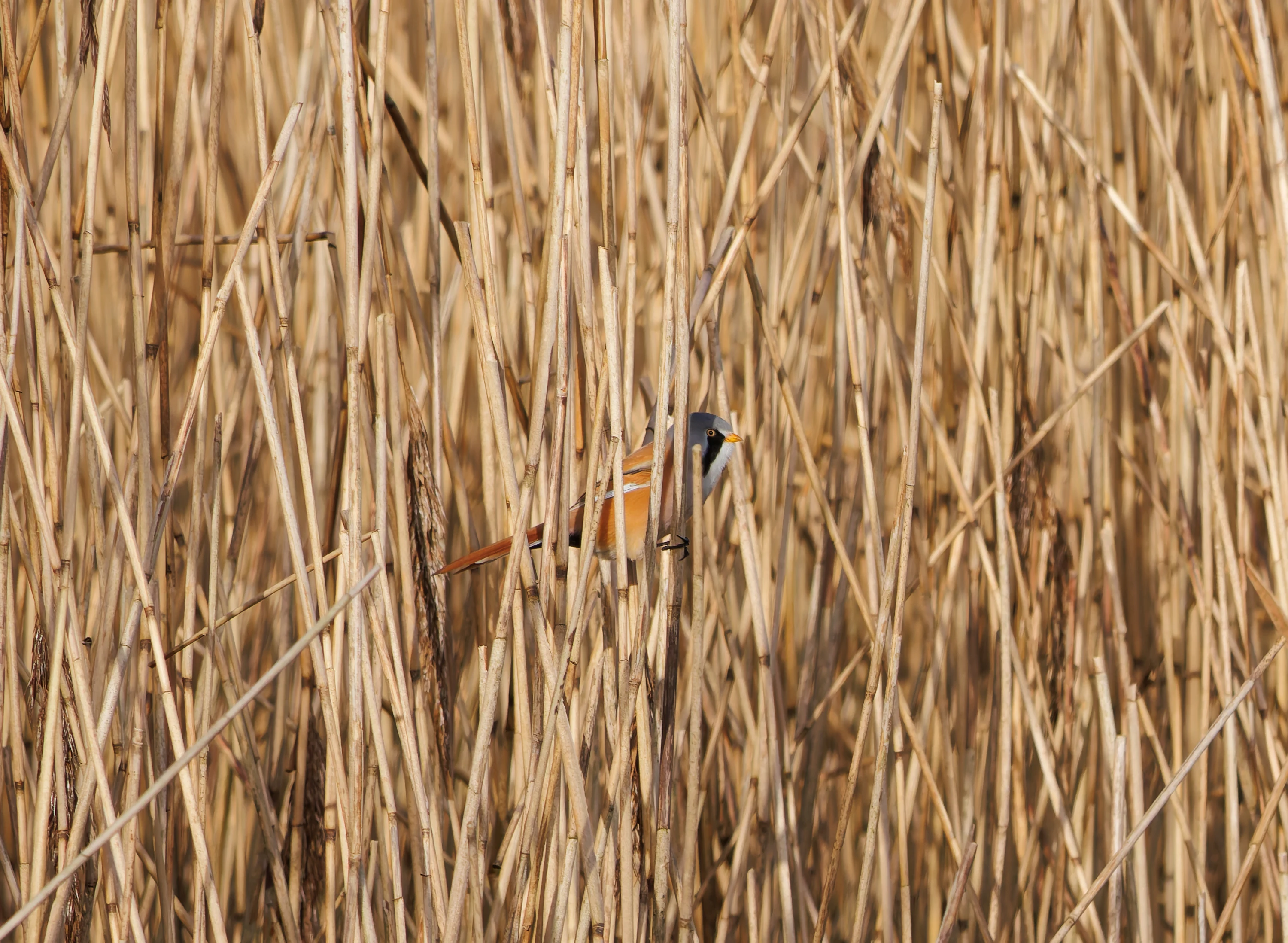 Bearded Reedling, Leighton Moss, UK — photo by Orlando Prugel-Bennett
