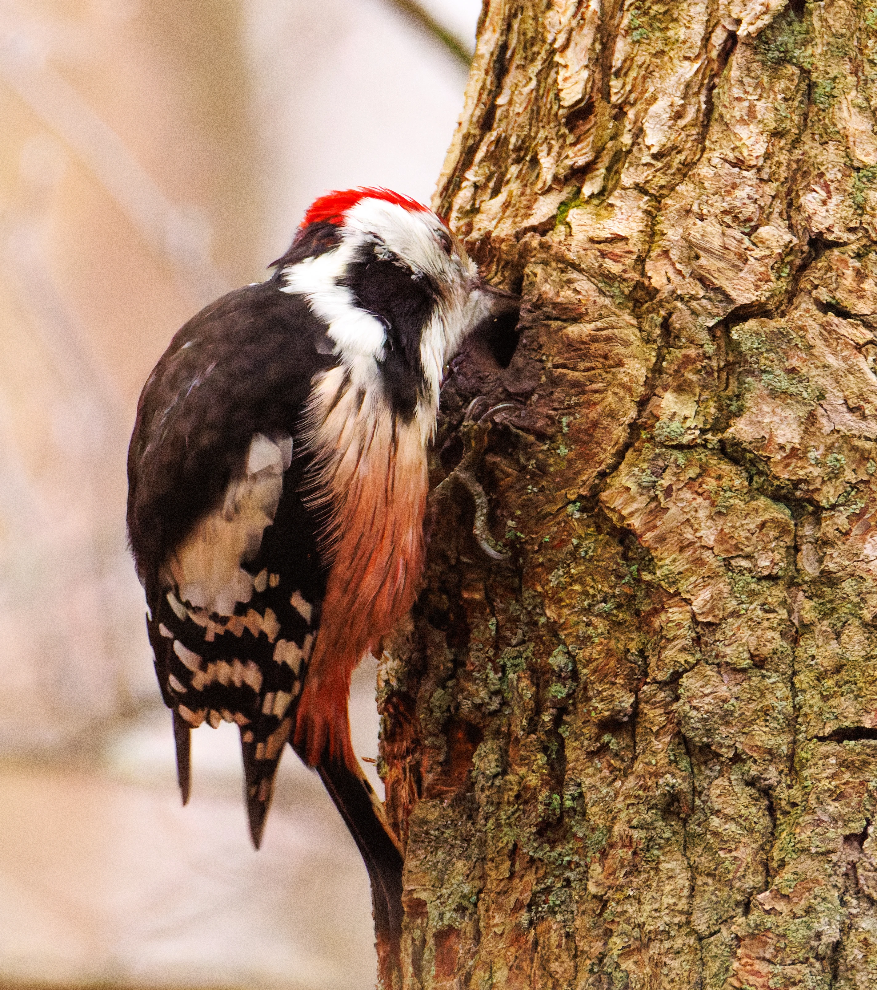 Middle spotted woodpecker, De Motketel, Nunspeet, Flevoland, Netherlands — photo by Orlando Prugel-Bennett