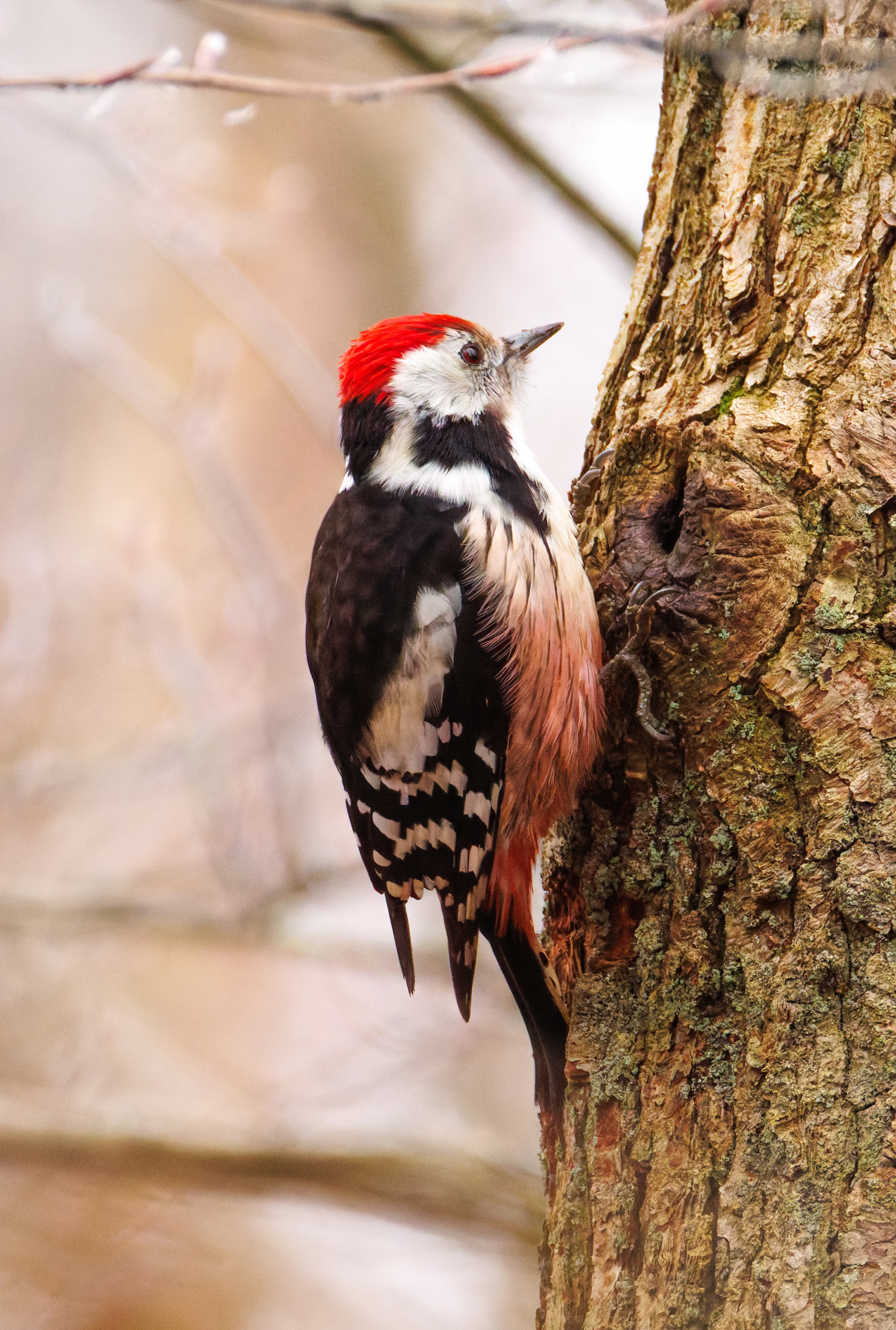 Middle spotted woodpecker, De Motketel, Nunspeet, Flevoland, Netherlands — photo by Orlando Prugel-Bennett