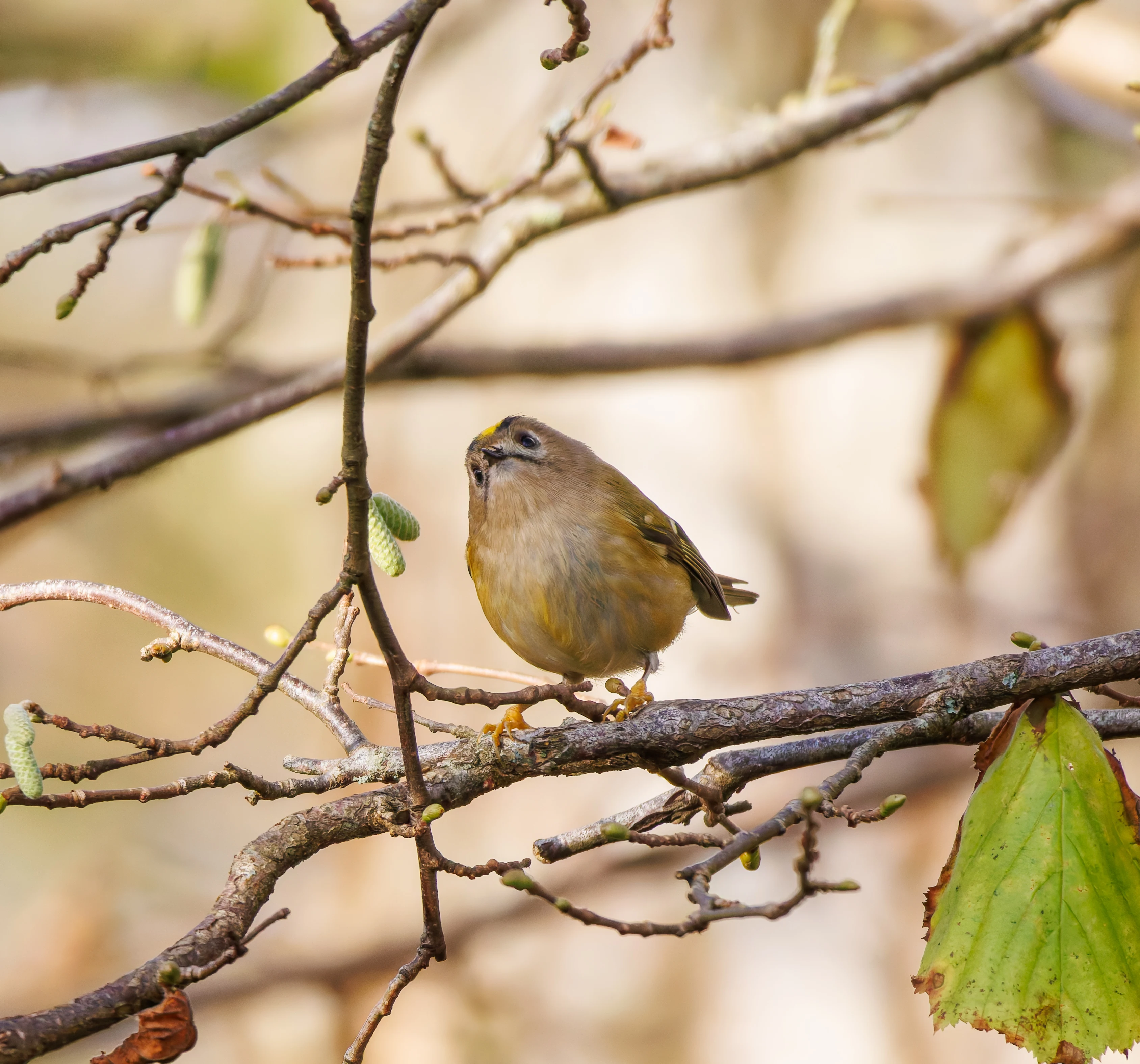 Goldcrest, Leighton Moss, UK — photo by Orlando Prugel-Bennett