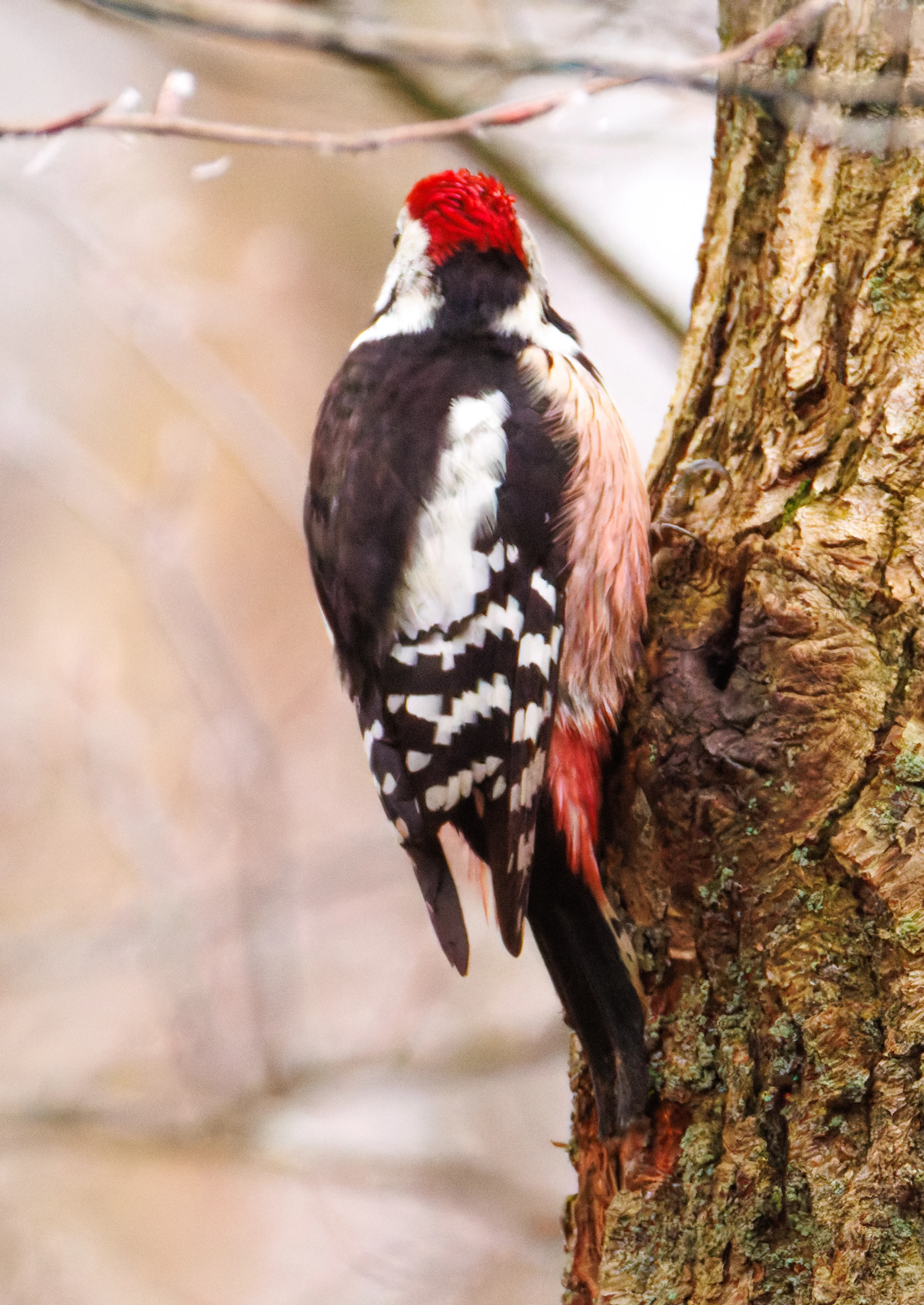 Middle spotted woodpecker, De Motketel, Nunspeet, Flevoland, Netherlands — photo by Orlando Prugel-Bennett