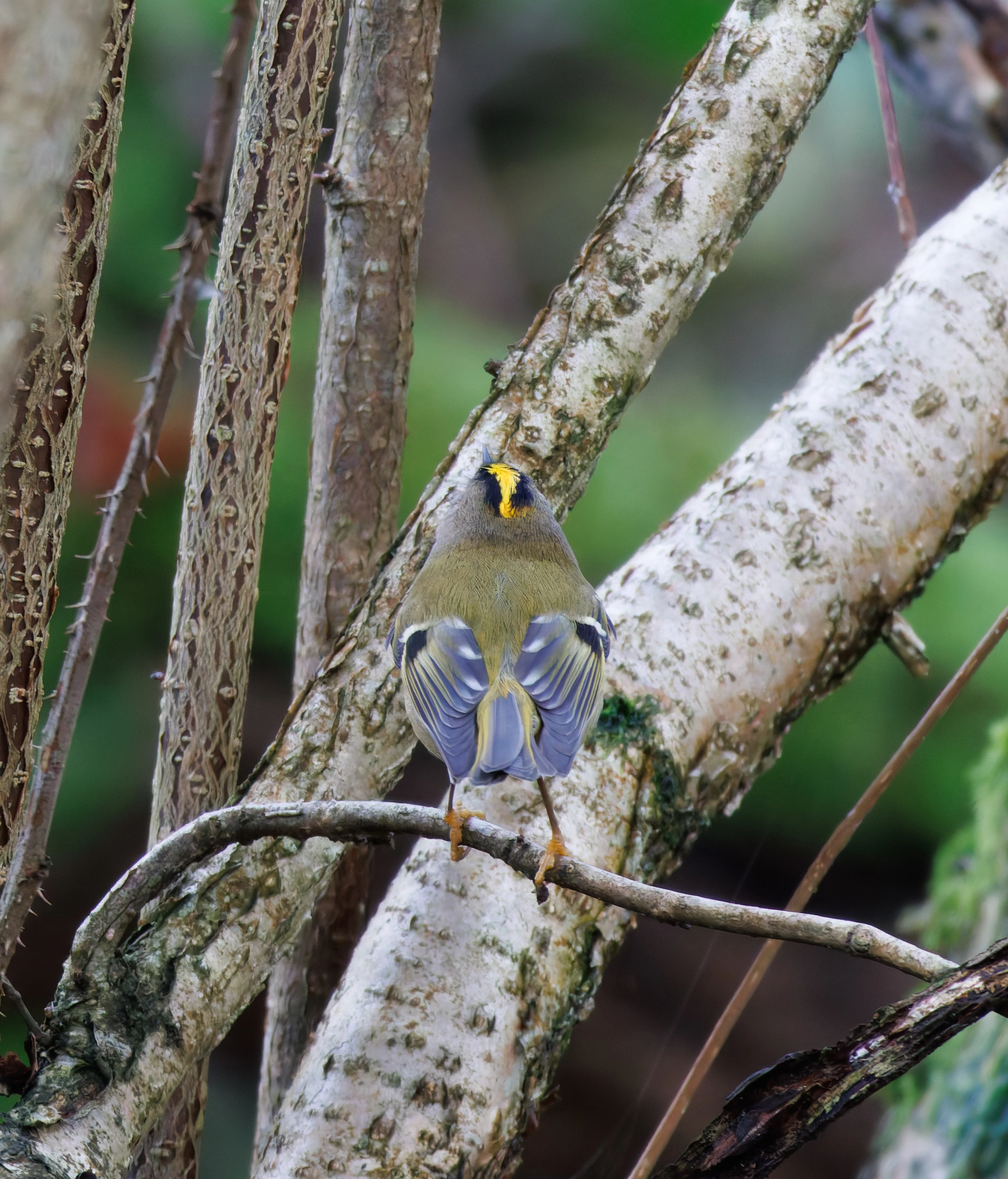 Goldcrest, Leighton Moss, UK — photo by Orlando Prugel-Bennett