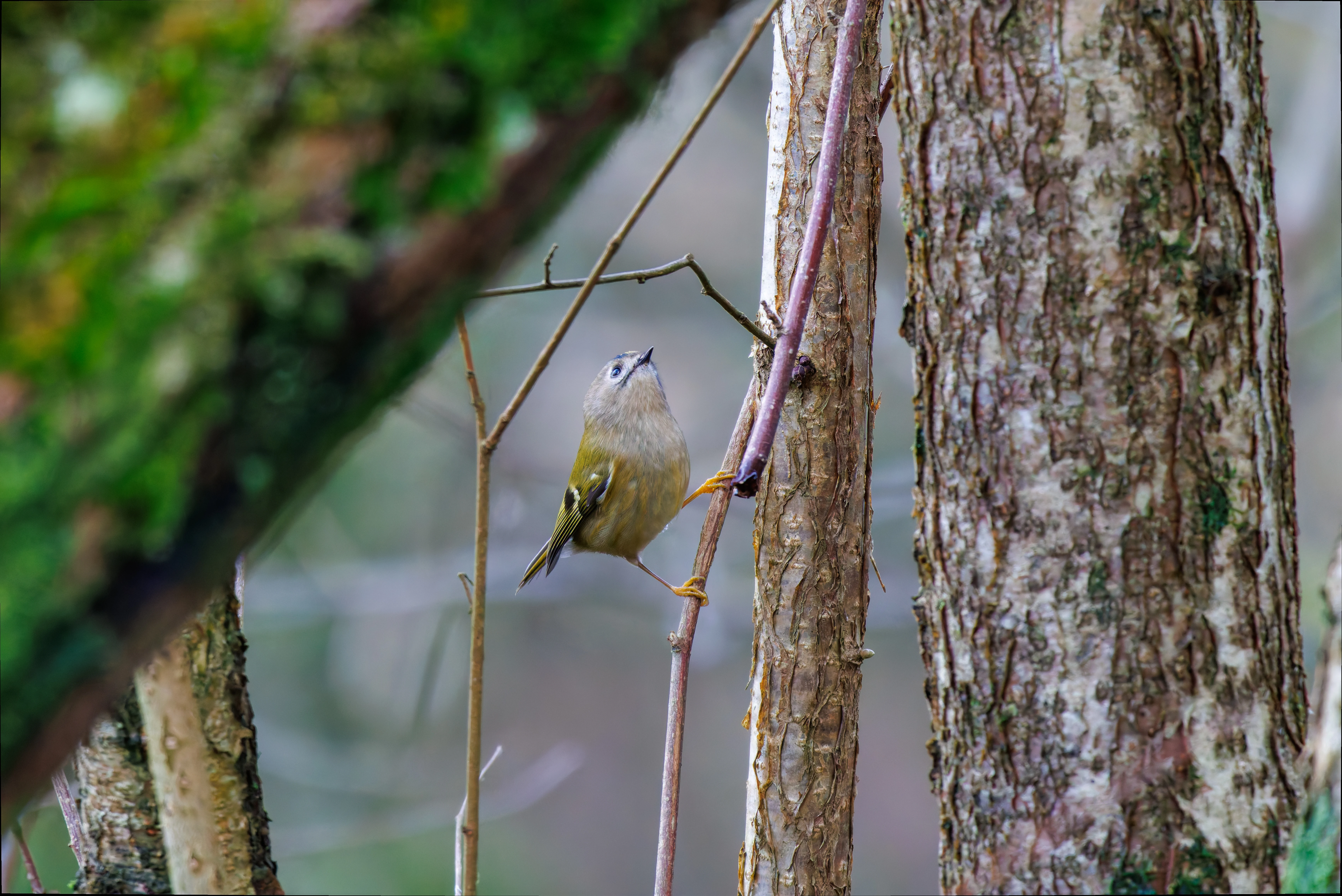 Goldcrest, Leighton Moss, UK — photo by Orlando Prugel-Bennett