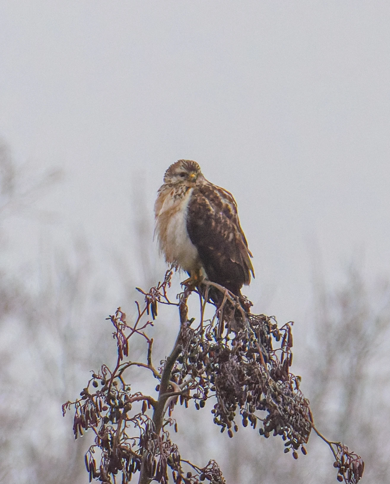 Common Buzzard, De Motketel, Nunspeet, Flevoland, Netherlands — photo by Orlando Prugel-Bennett