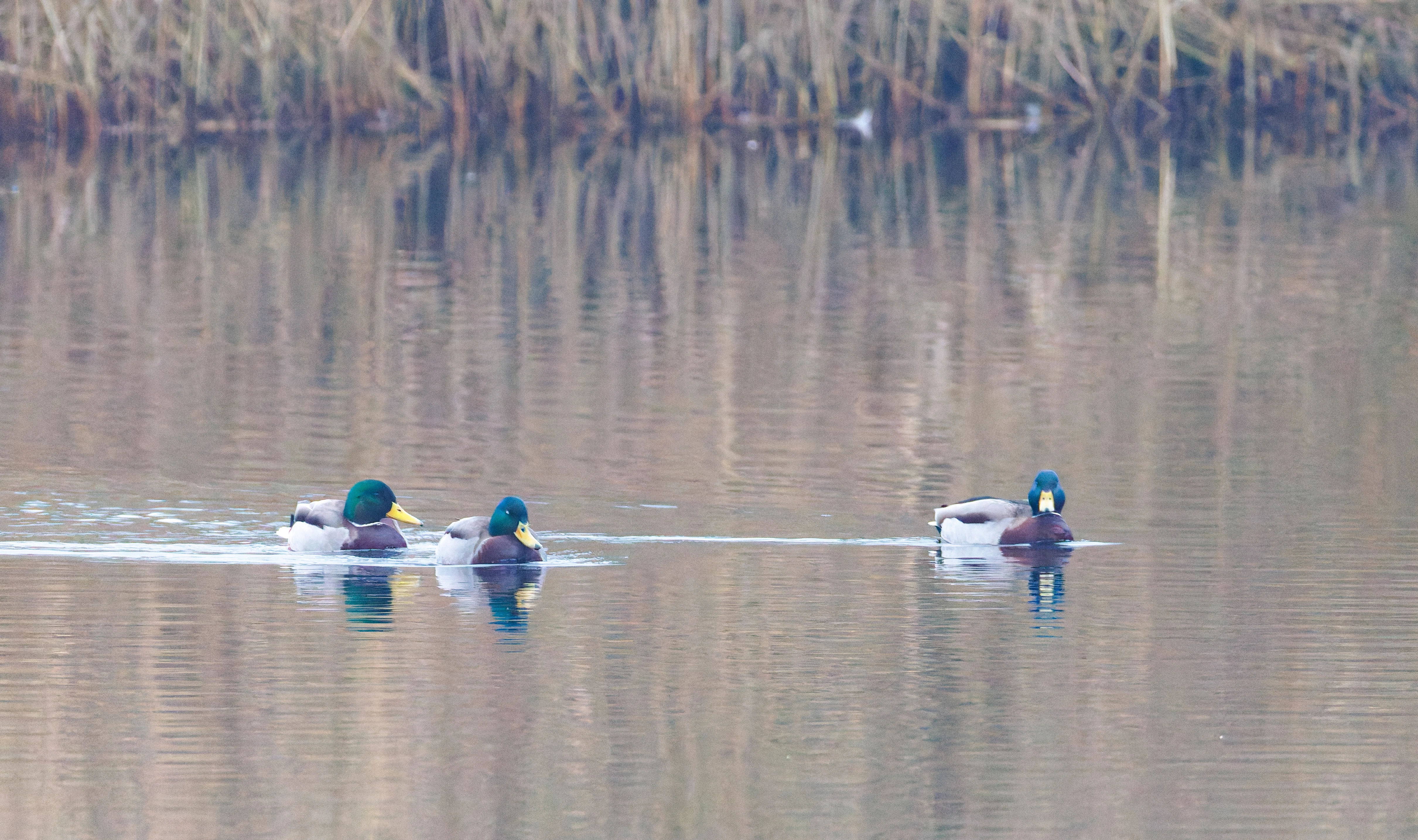 Mallards, Natuurpark Lelystad, Lelystad, Flevoland, Netherlands — photo by Orlando Prugel-Bennett