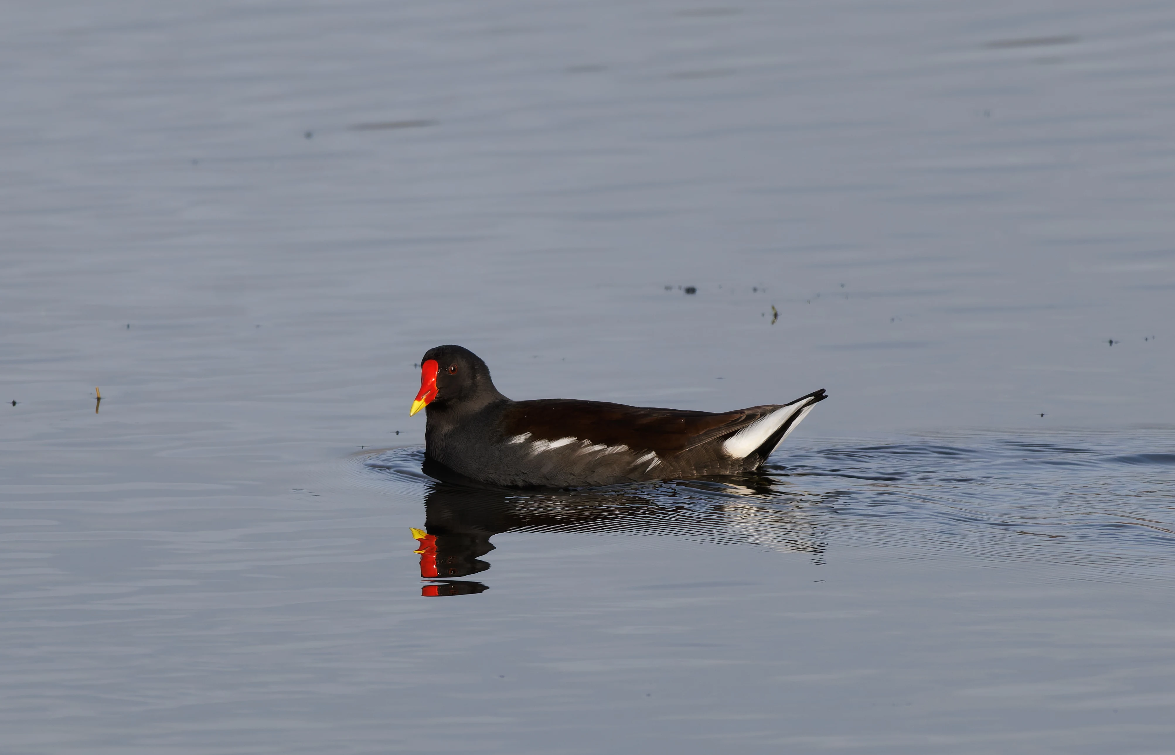 Moorhens, Leighton Moss, UK — photo by Orlando Prugel-Bennett