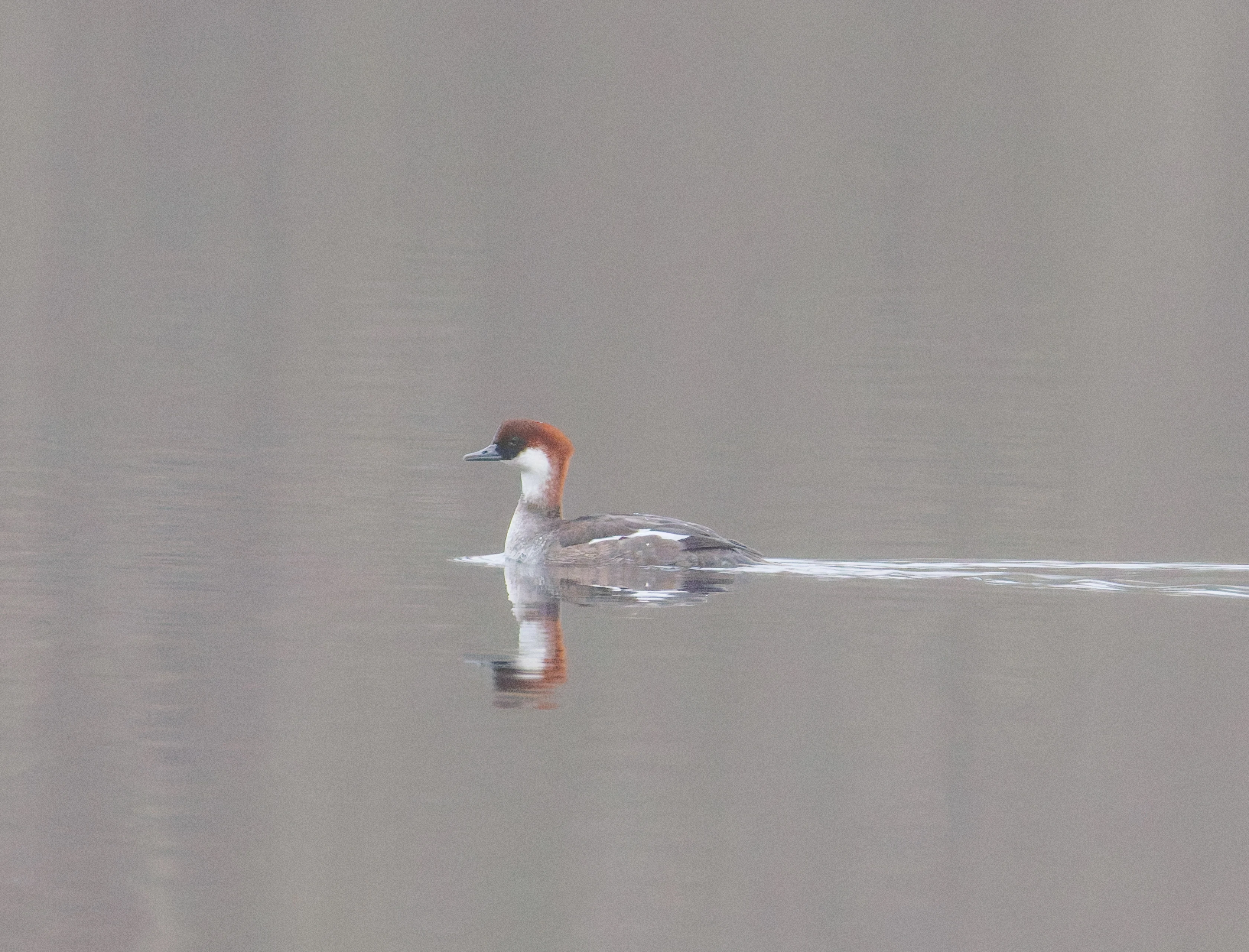 Female Smew, Natuurpark Lelystad, Lelystad, Flevoland, Netherlands — photo by Orlando Prugel-Bennett