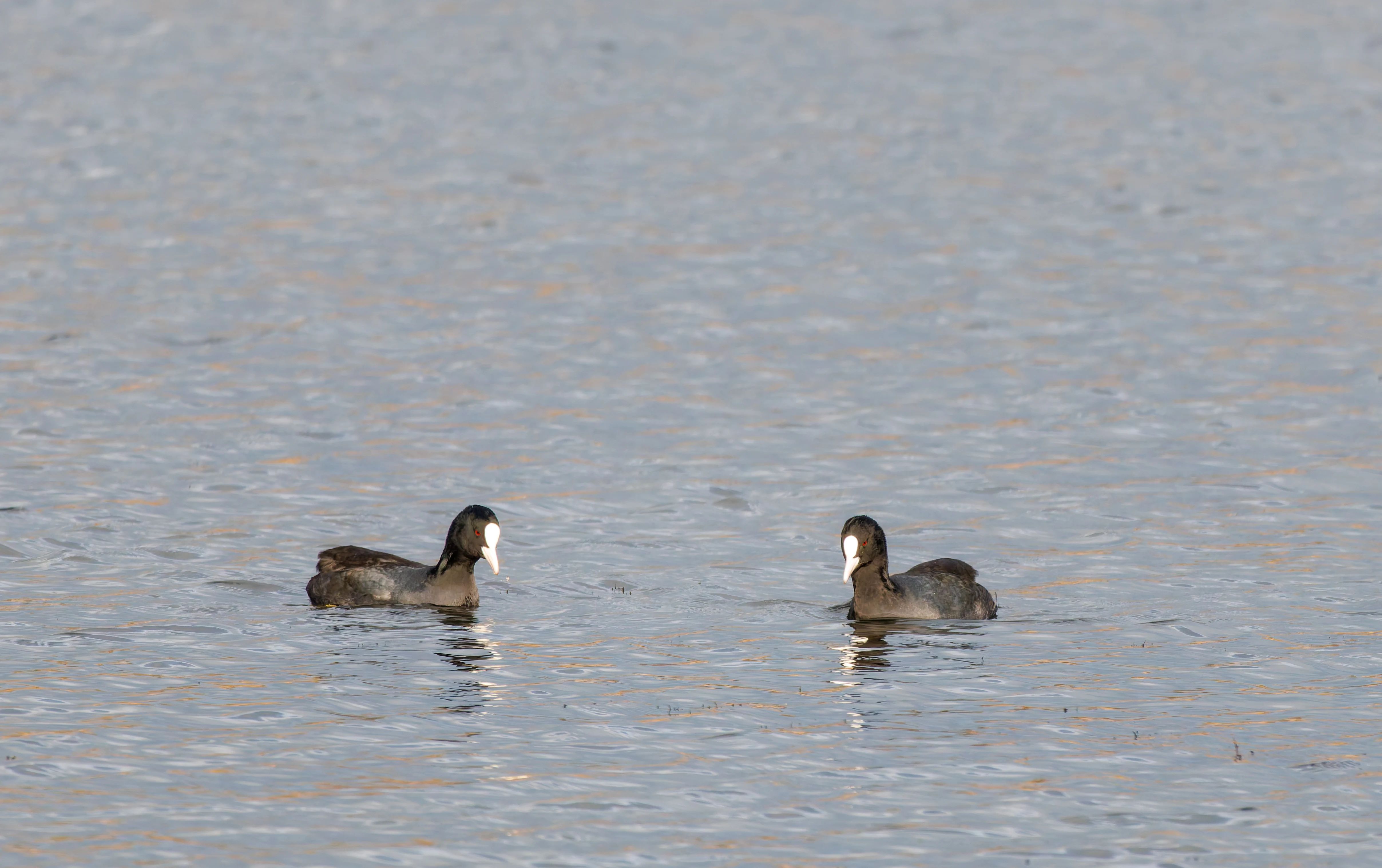Coots, Leighton Moss, UK — photo by Orlando Prugel-Bennett