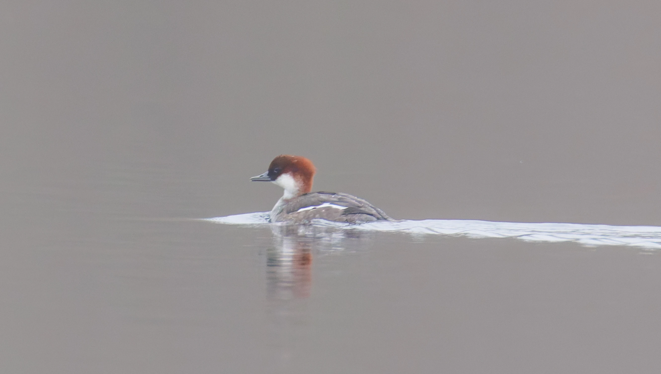 Female Smew, Natuurpark Lelystad, Lelystad, Flevoland, Netherlands — photo by Orlando Prugel-Bennett