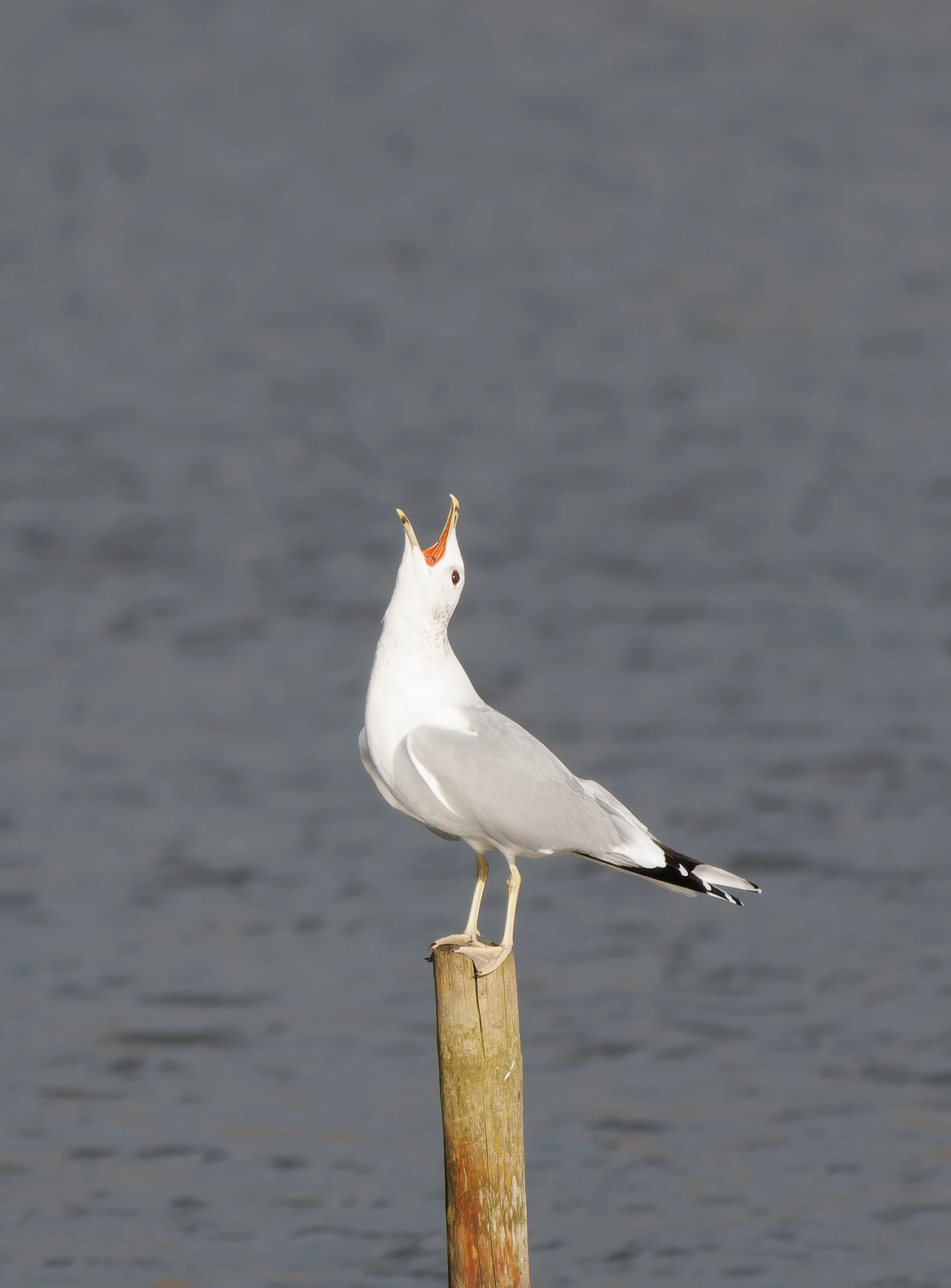 Common Gull, Leighton Moss, UK — photo by Orlando Prugel-Bennett