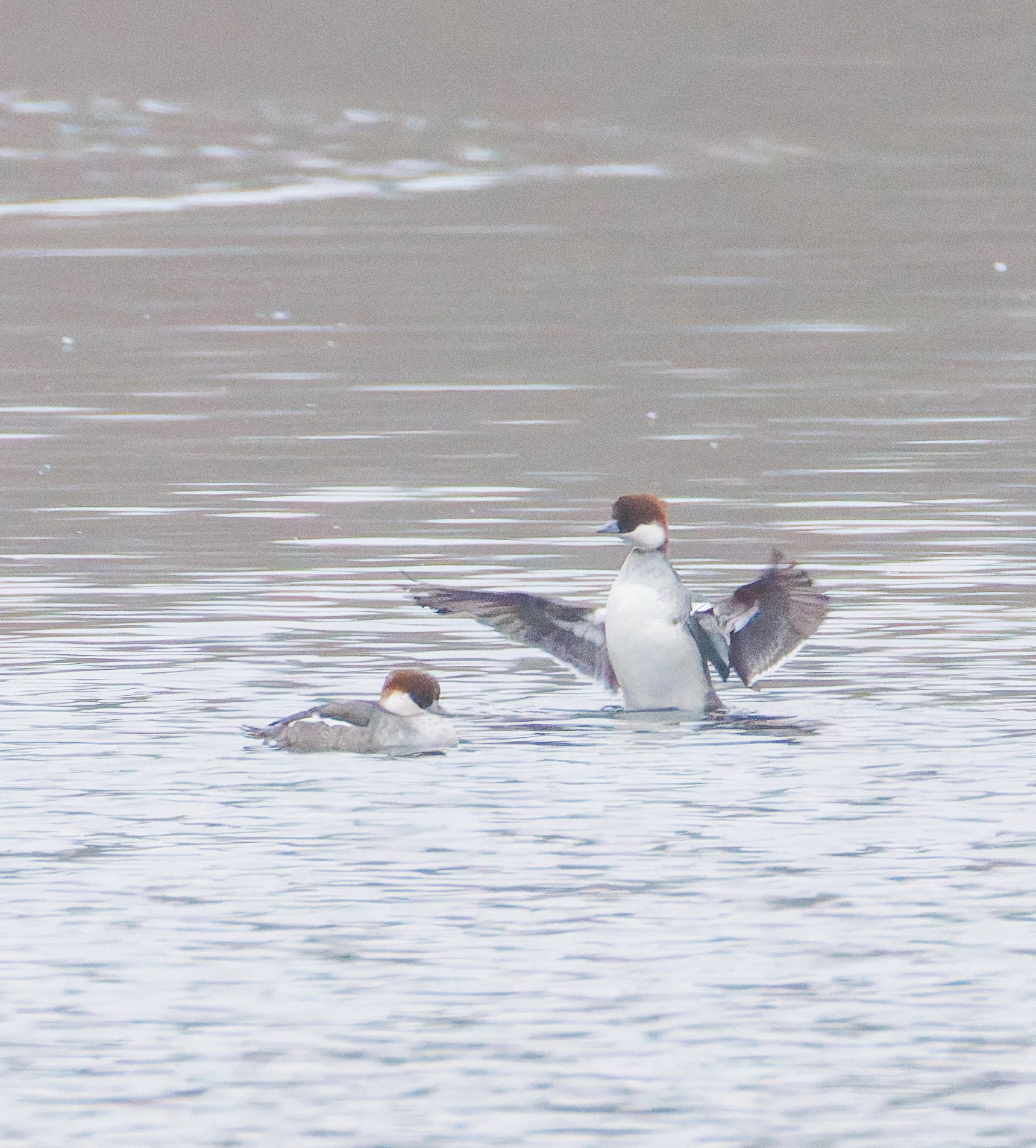 Female Smews, Natuurpark Lelystad, Lelystad, Flevoland, Netherlands — photo by Orlando Prugel-Bennett