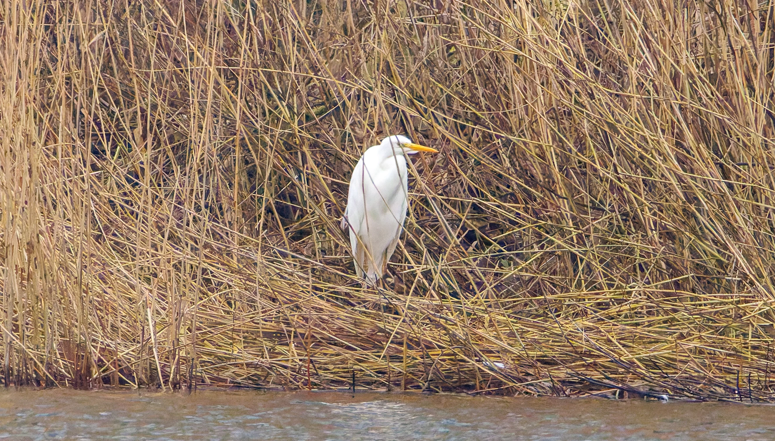 Western Cattle Egret, Oostvaardersplassen, Lelystad, Flevoland, Netherlands — photo by Orlando Prugel-Bennett