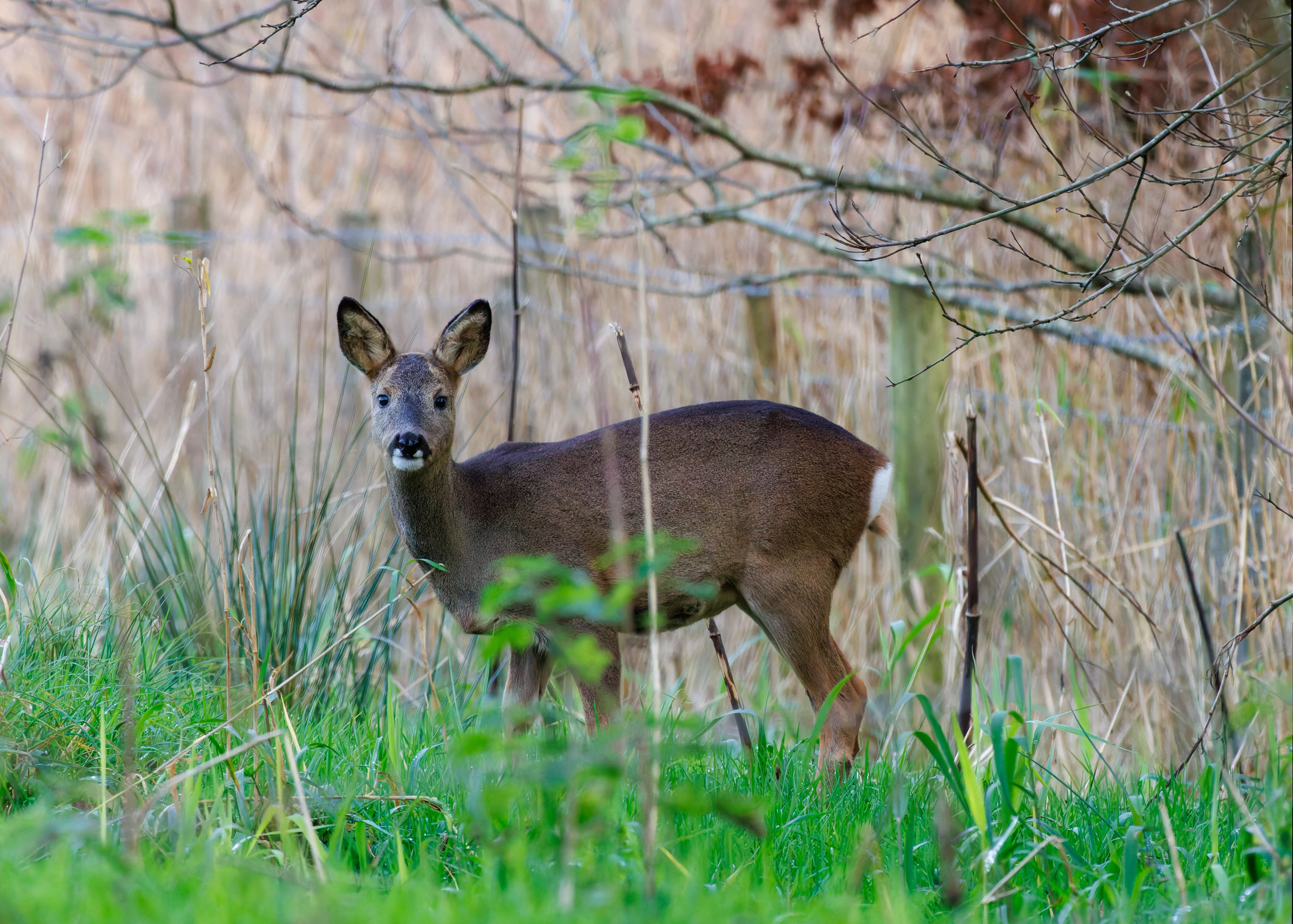 Red Deer, Leighton Moss, UK — photo by Orlando Prugel-Bennett