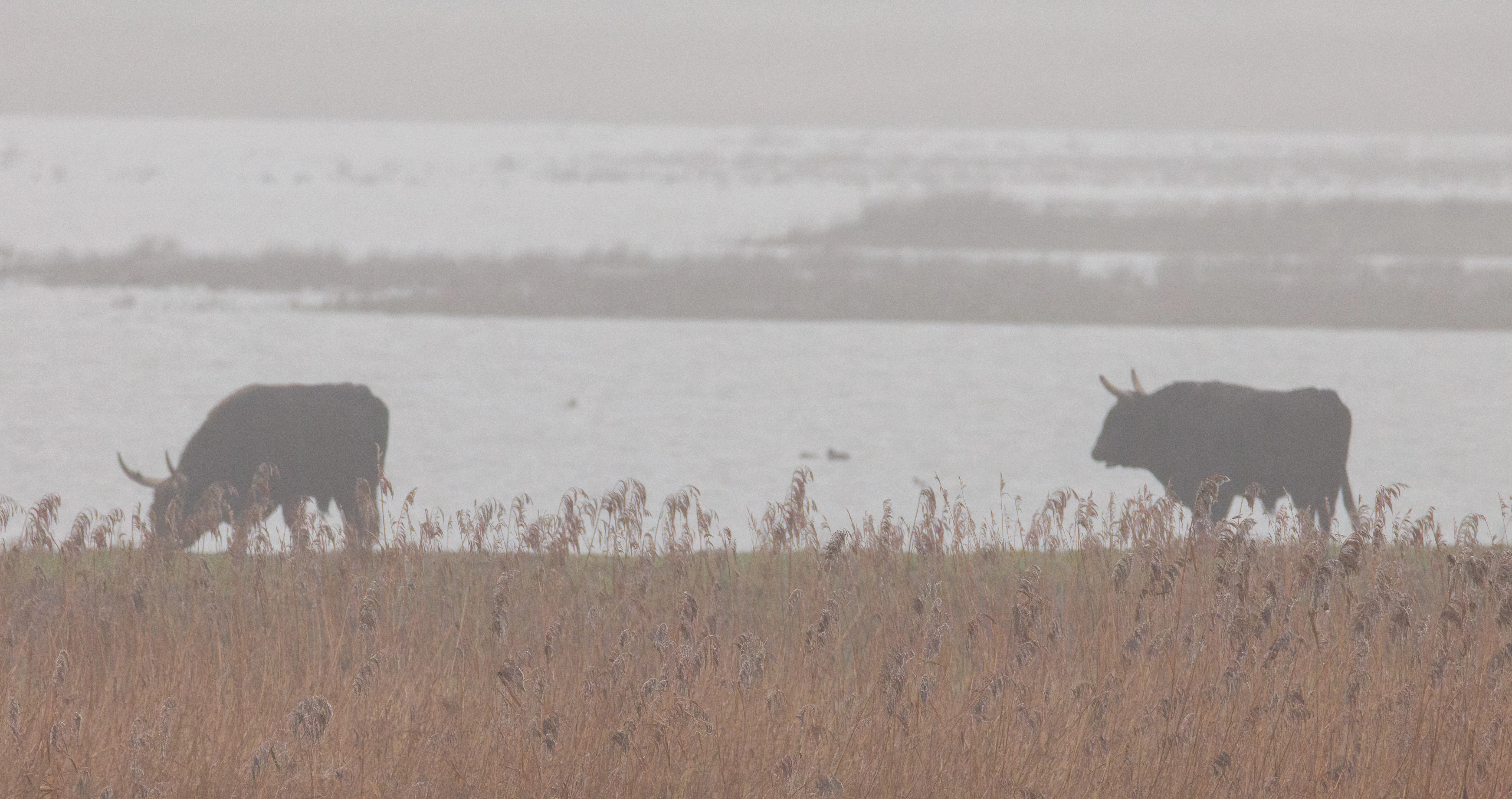 Bison, Oostvaardersplassen, Lelystad, Flevoland, Netherlands — photo by Orlando Prugel-Bennett