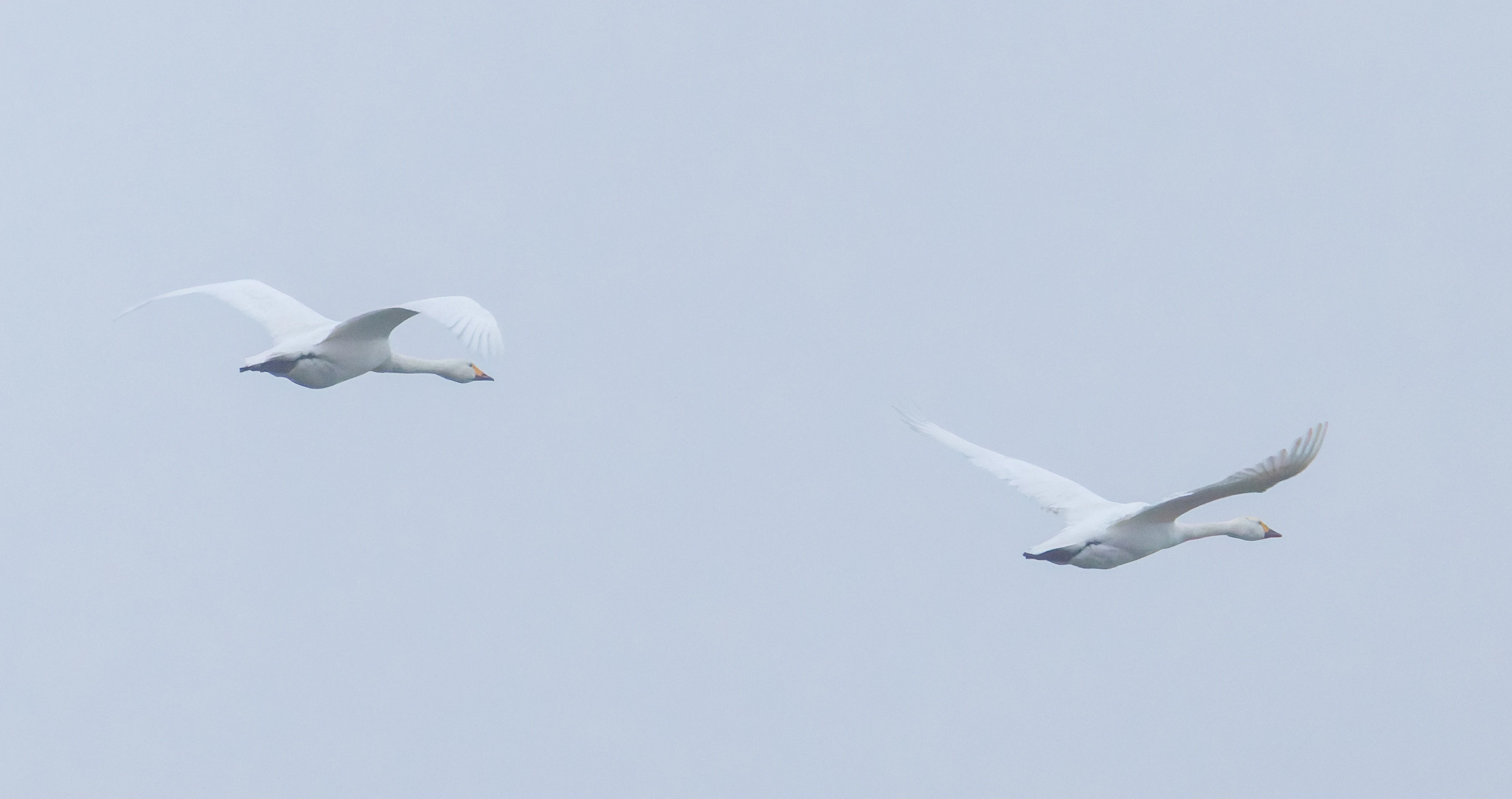 Bewick and Whooper Swan, Oostvaardersplassen, Lelystad, Flevoland, Netherlands — photo by Orlando Prugel-Bennett