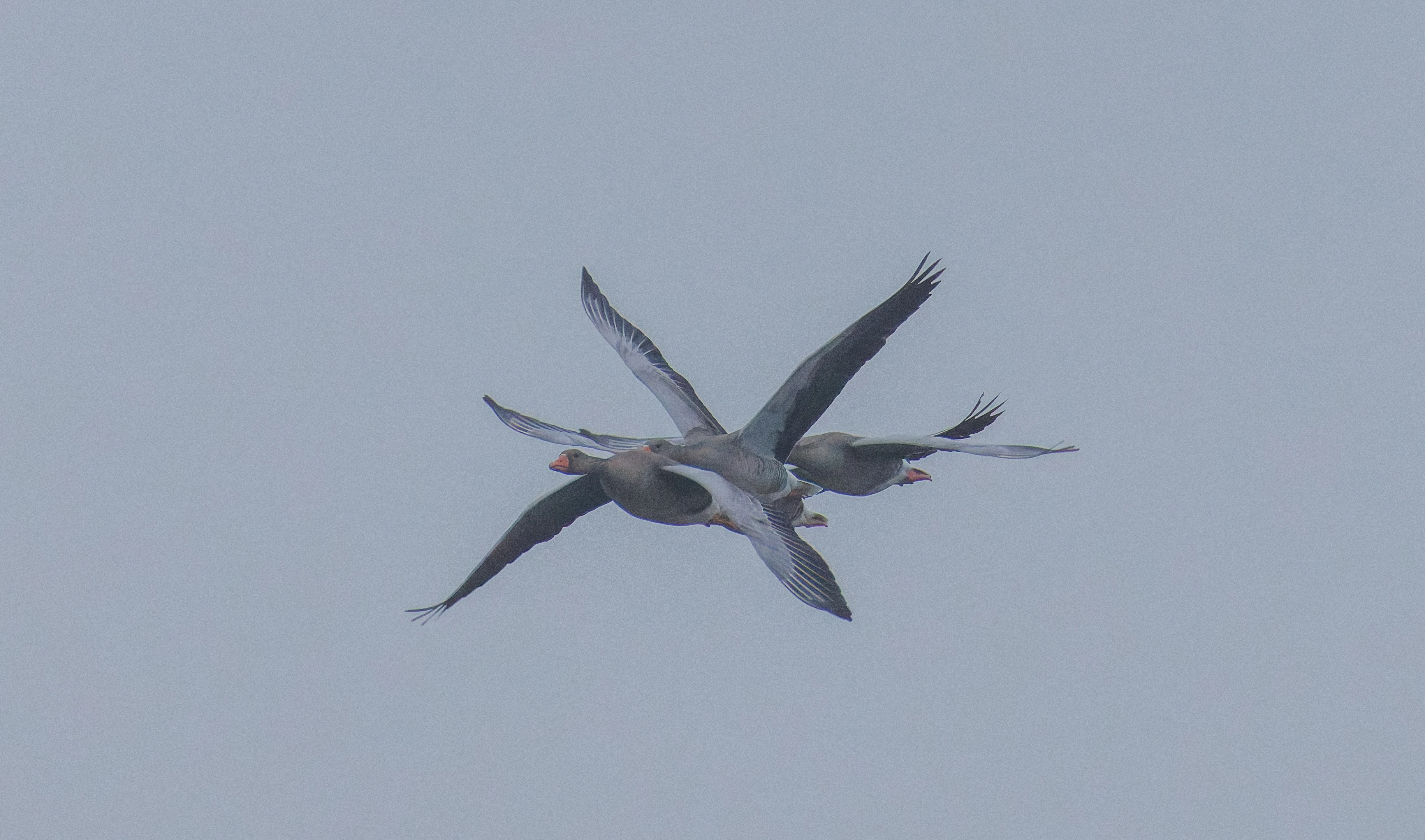 Greylag Goose, Oostvaardersplassen, Lelystad, Flevoland, Netherlands — photo by Orlando Prugel-Bennett