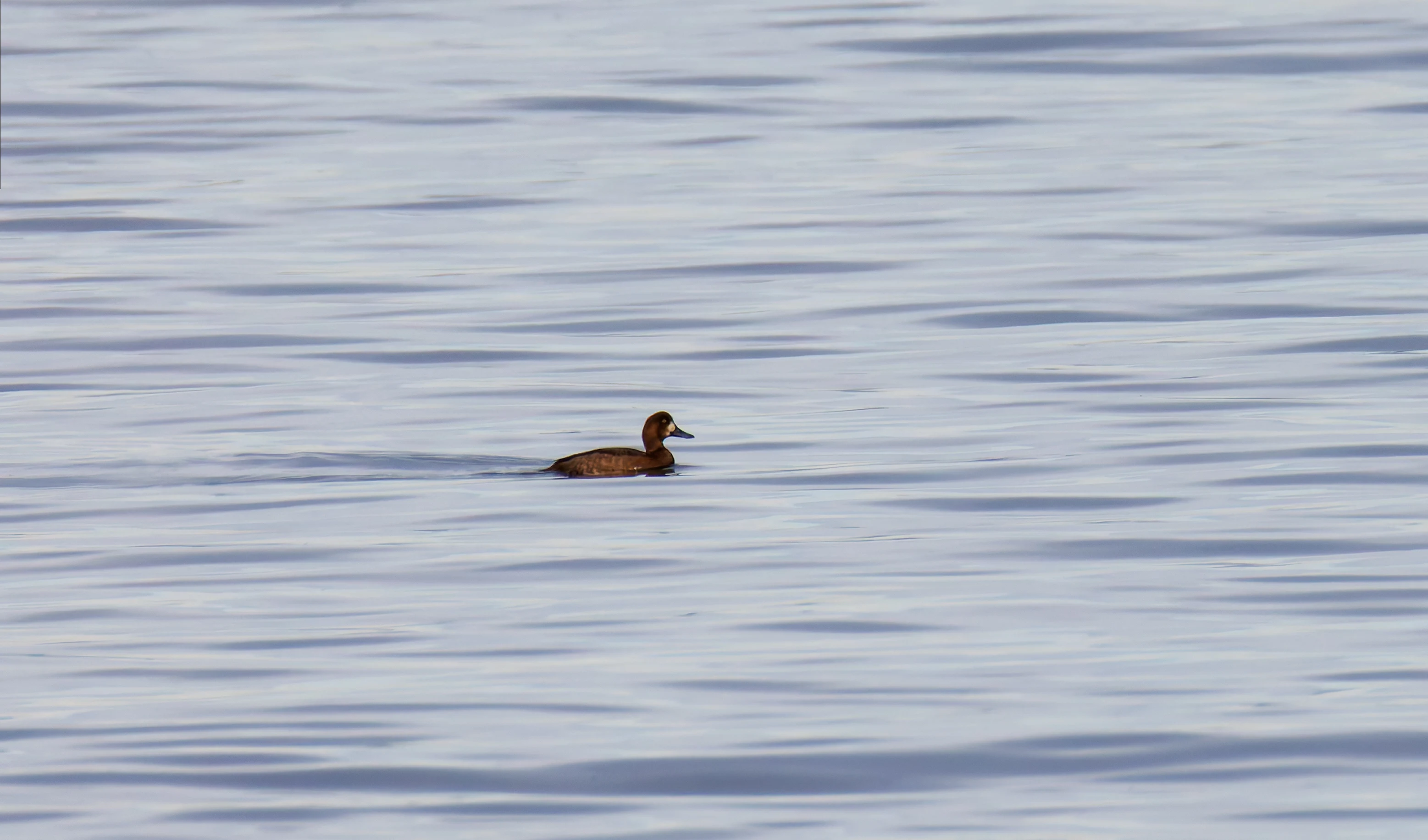 Greater Scaup, Morecambe, UK — photo by Orlando Prugel-Bennett