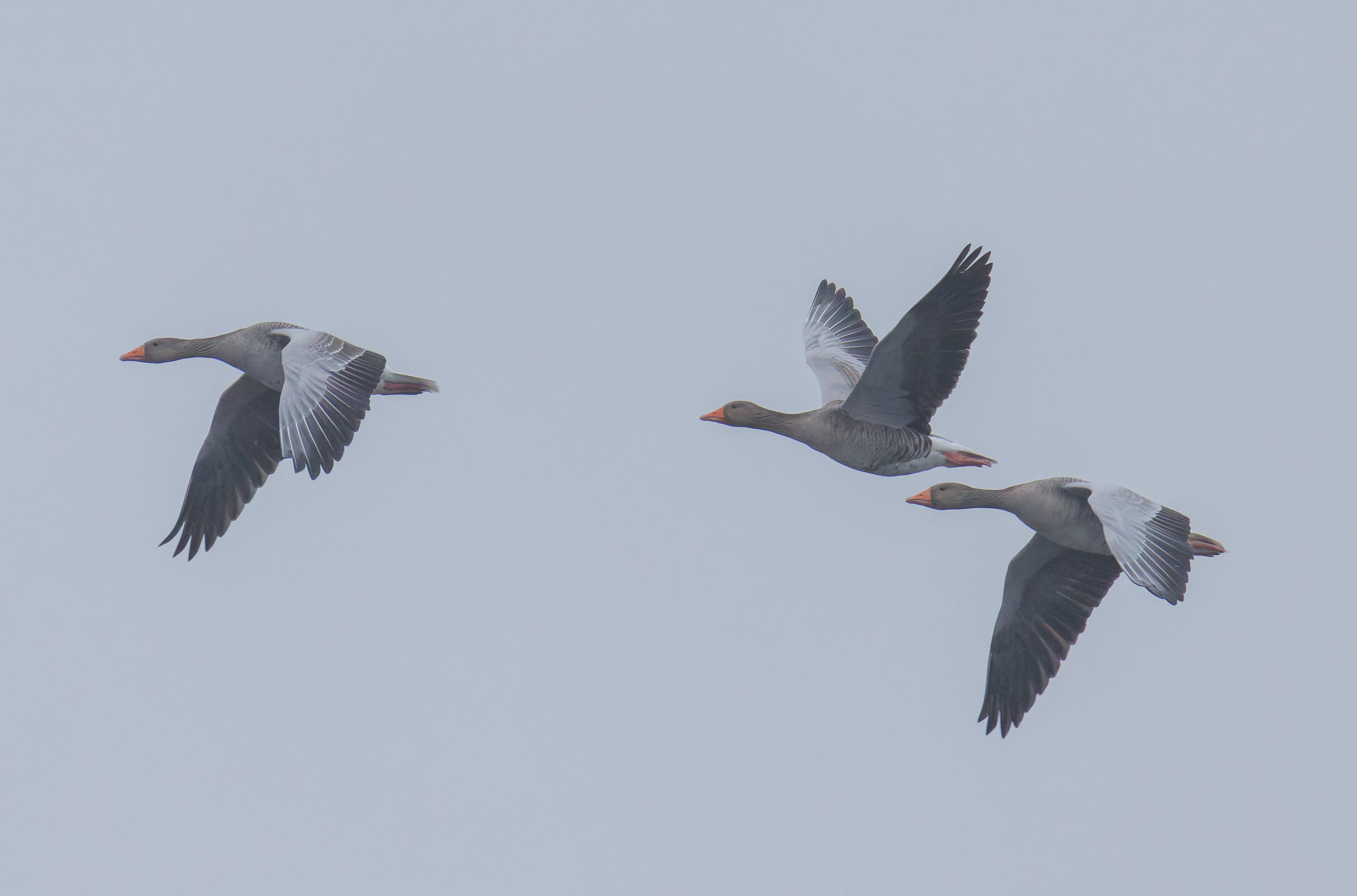 Greylag Goose, Oostvaardersplassen, Lelystad, Flevoland, Netherlands — photo by Orlando Prugel-Bennett