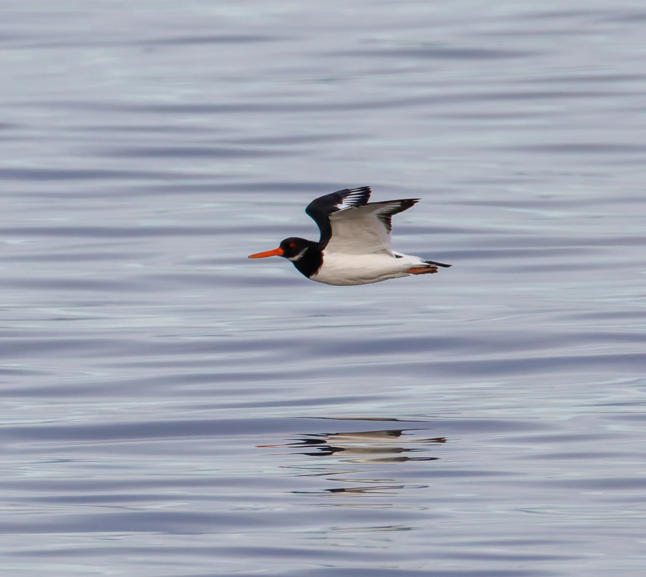 Oystercatcher, Morecambe, UK — photo by Orlando Prugel-Bennett