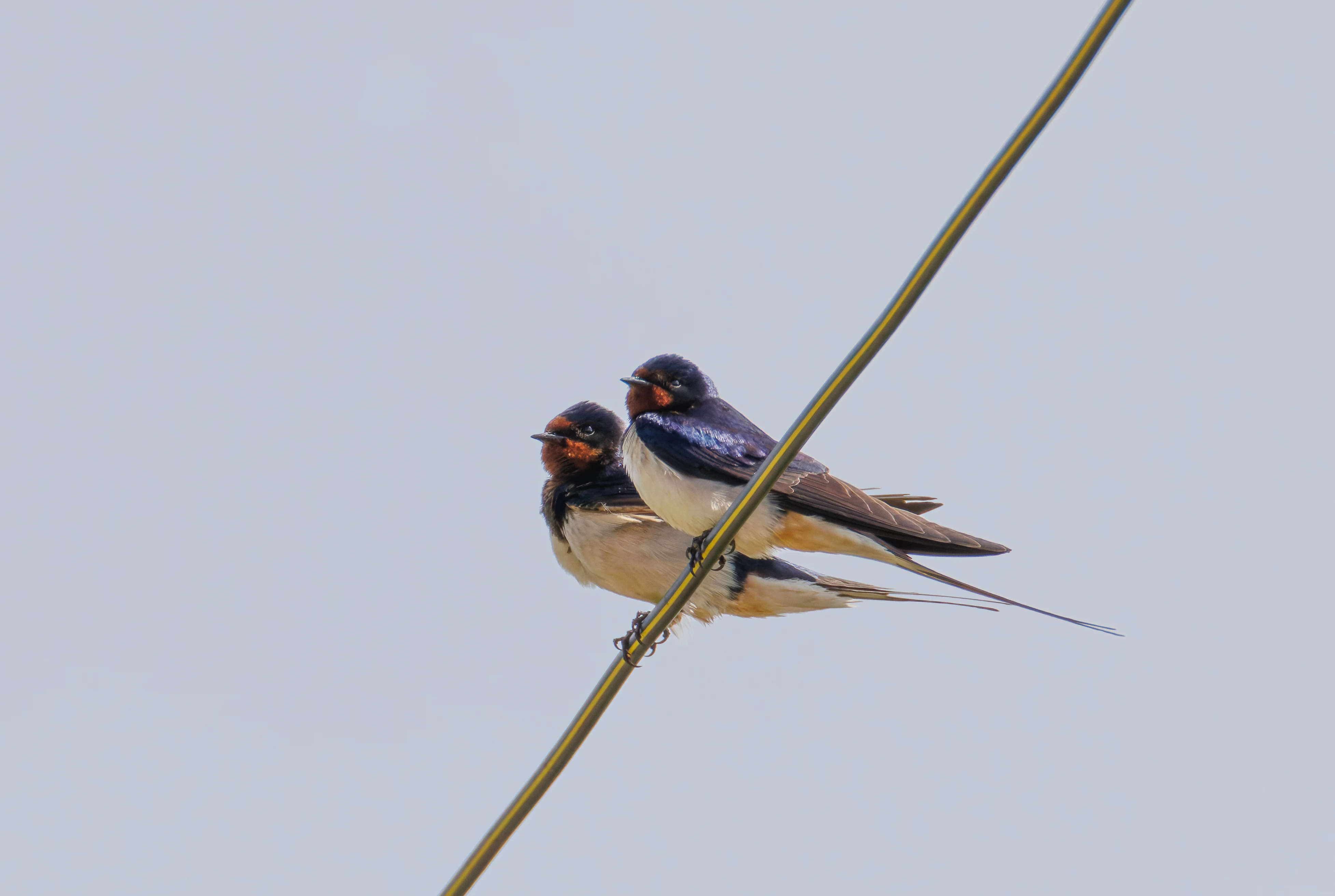 Barn Swallows, Seahouses, Northumberland, UK — photo by Orlando Prugel-Bennett