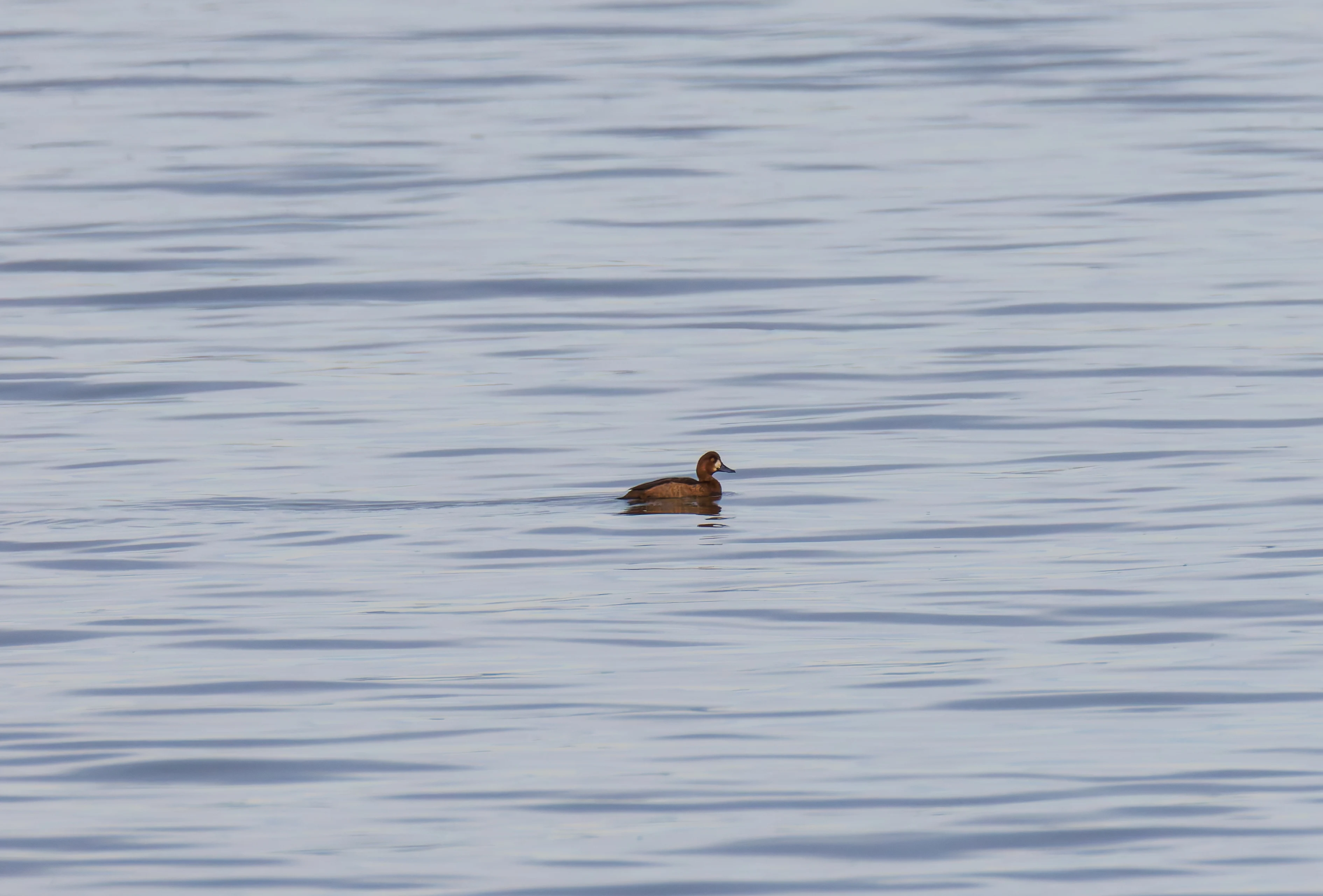 Greater Scaup, Morecambe, UK — photo by Orlando Prugel-Bennett
