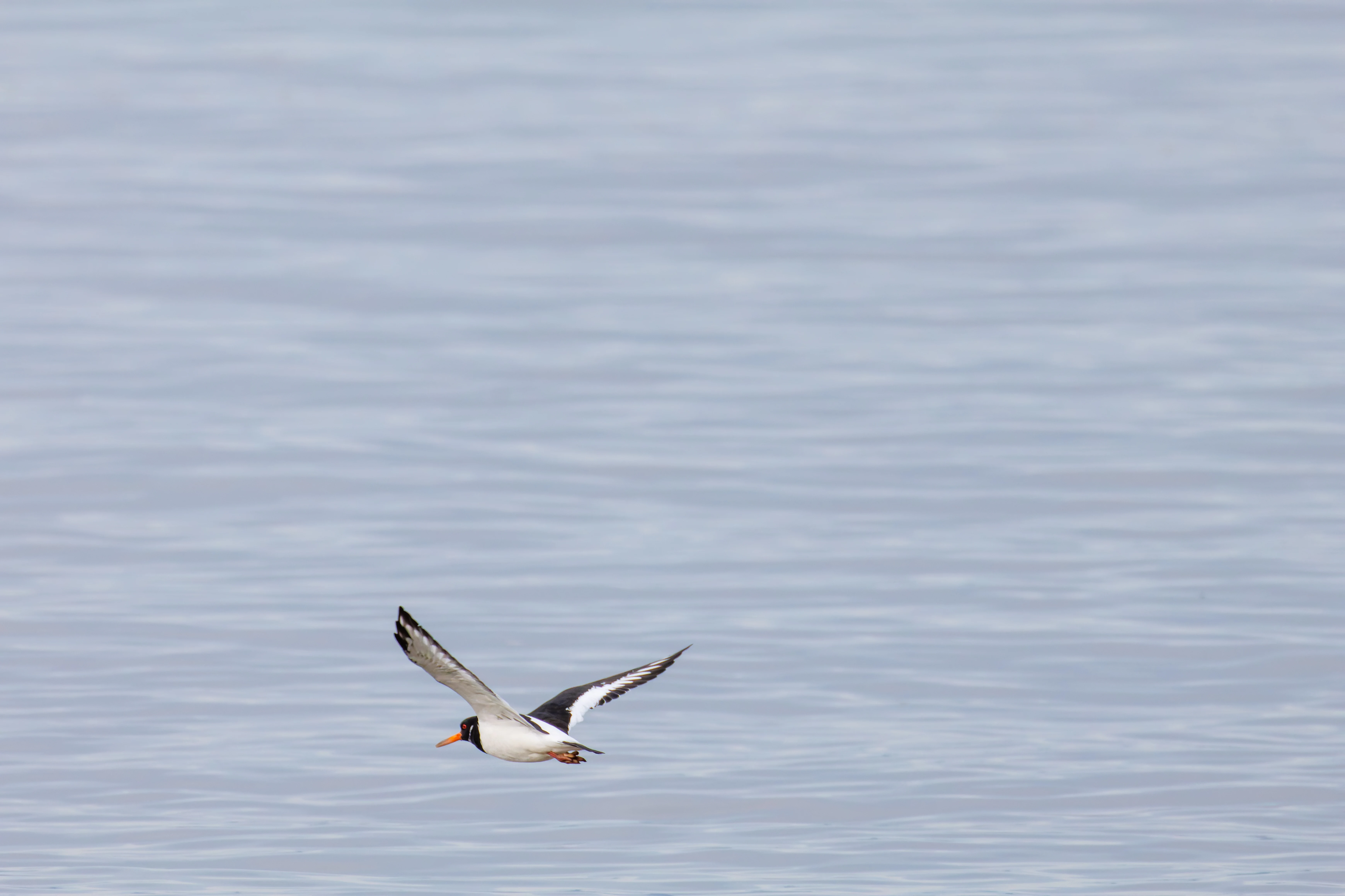 Oystercatcher, Morecambe, UK — photo by Orlando Prugel-Bennett