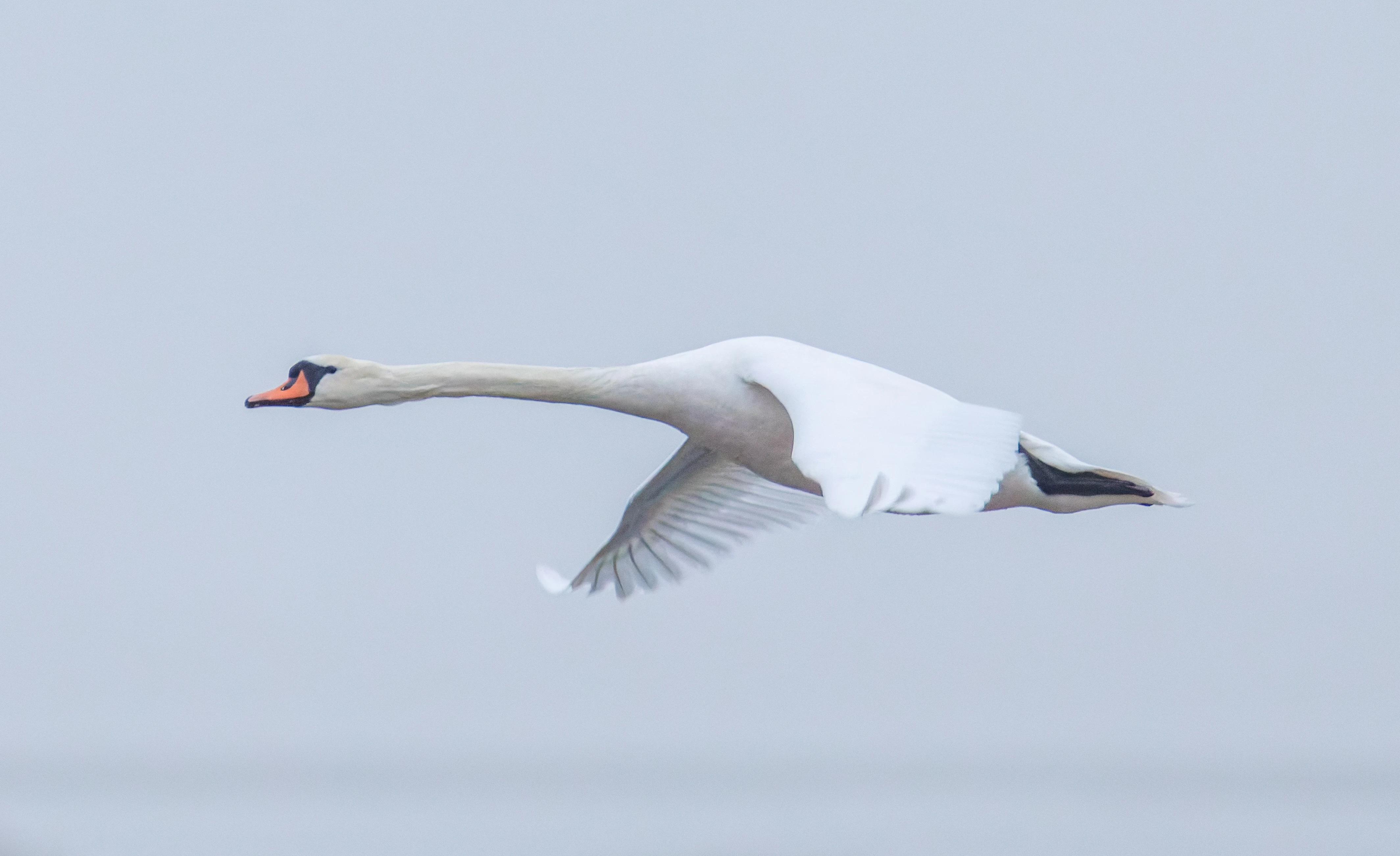 Mute Swan, Oostvaardersplassen, Lelystad, Flevoland, Netherlands — photo by Orlando Prugel-Bennett