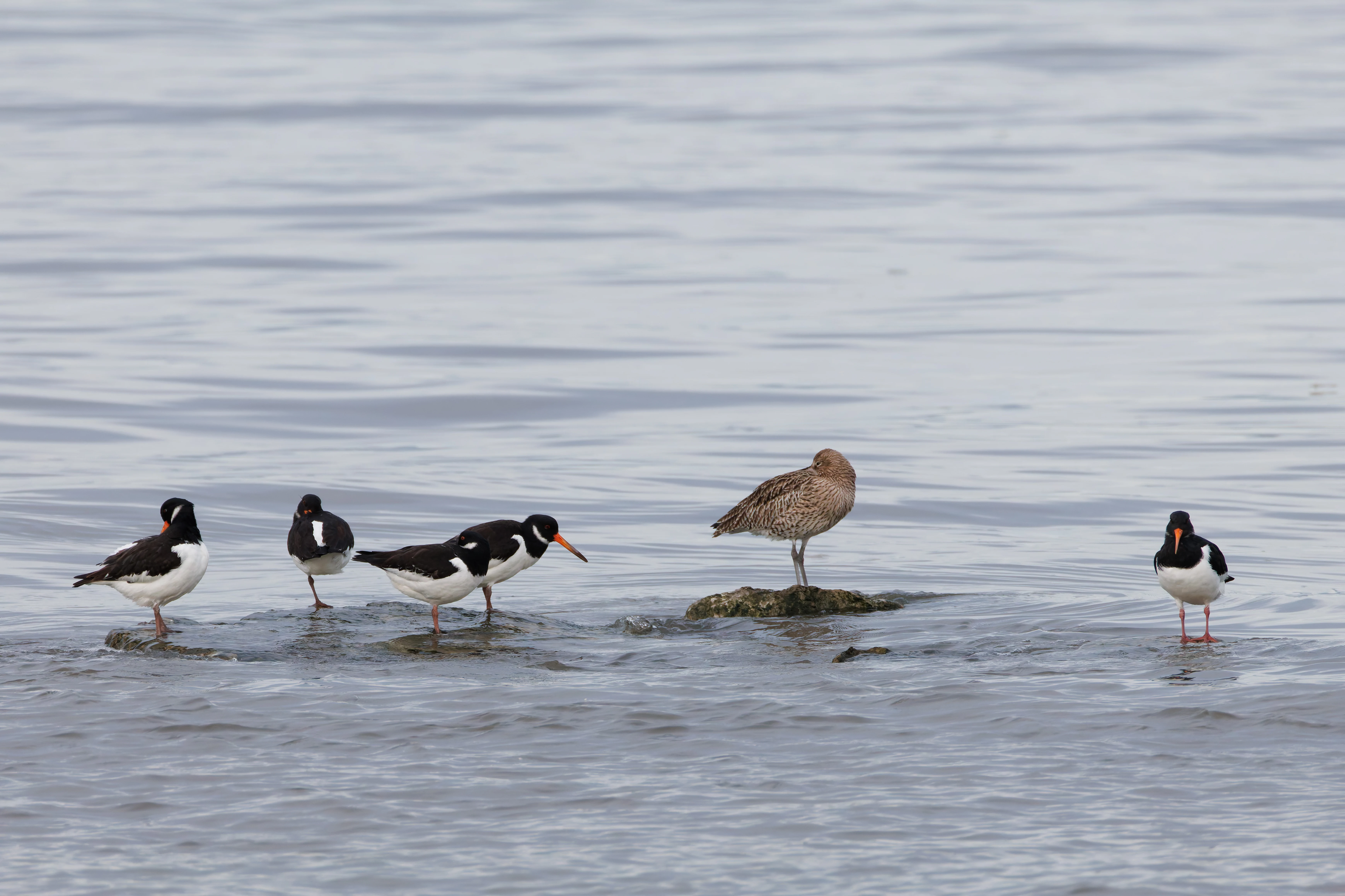 Curlew with Oystercatchers, Morecambe, UK — photo by Orlando Prugel-Bennett