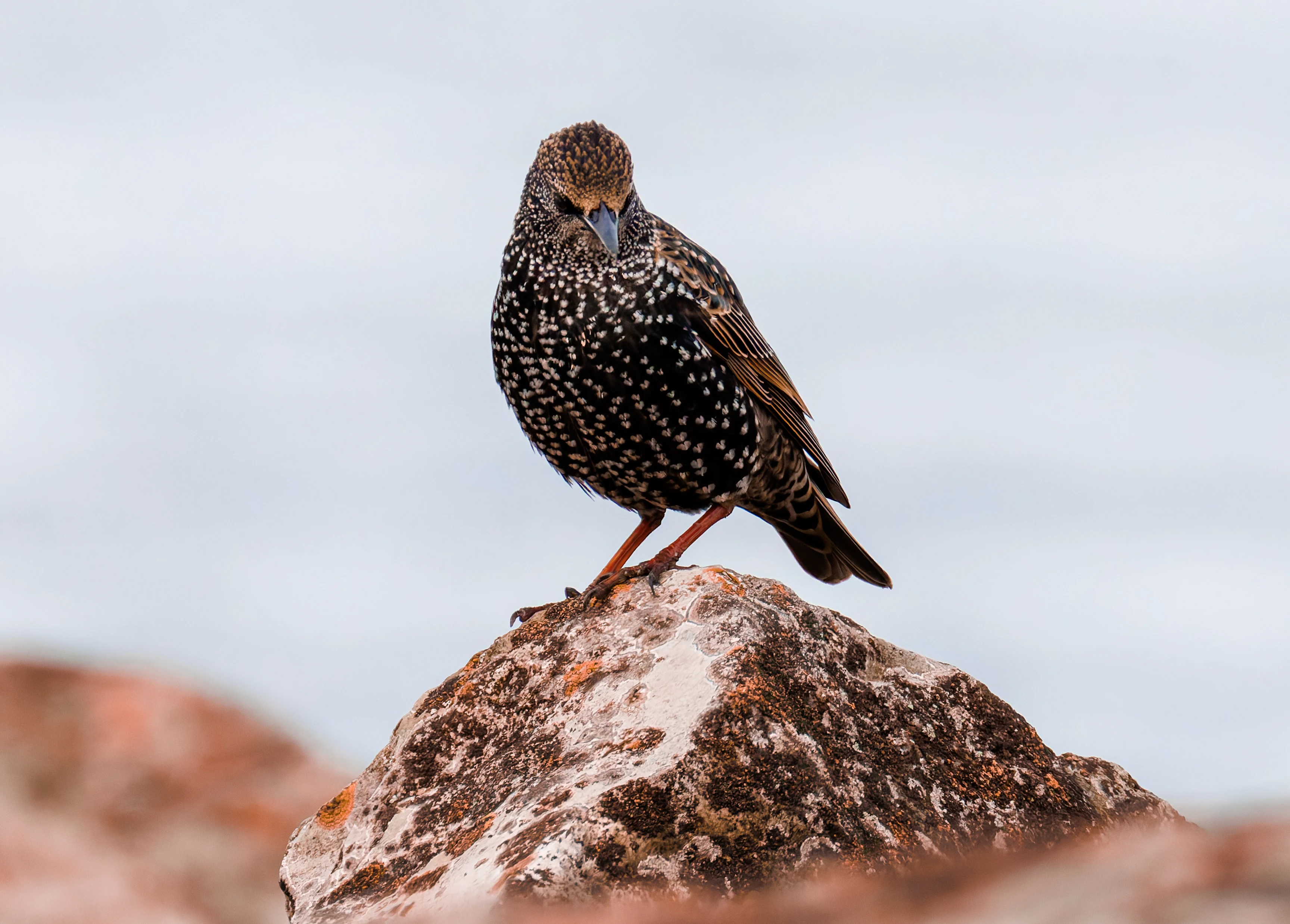 Starling, Morecambe, UK — photo by Orlando Prugel-Bennett